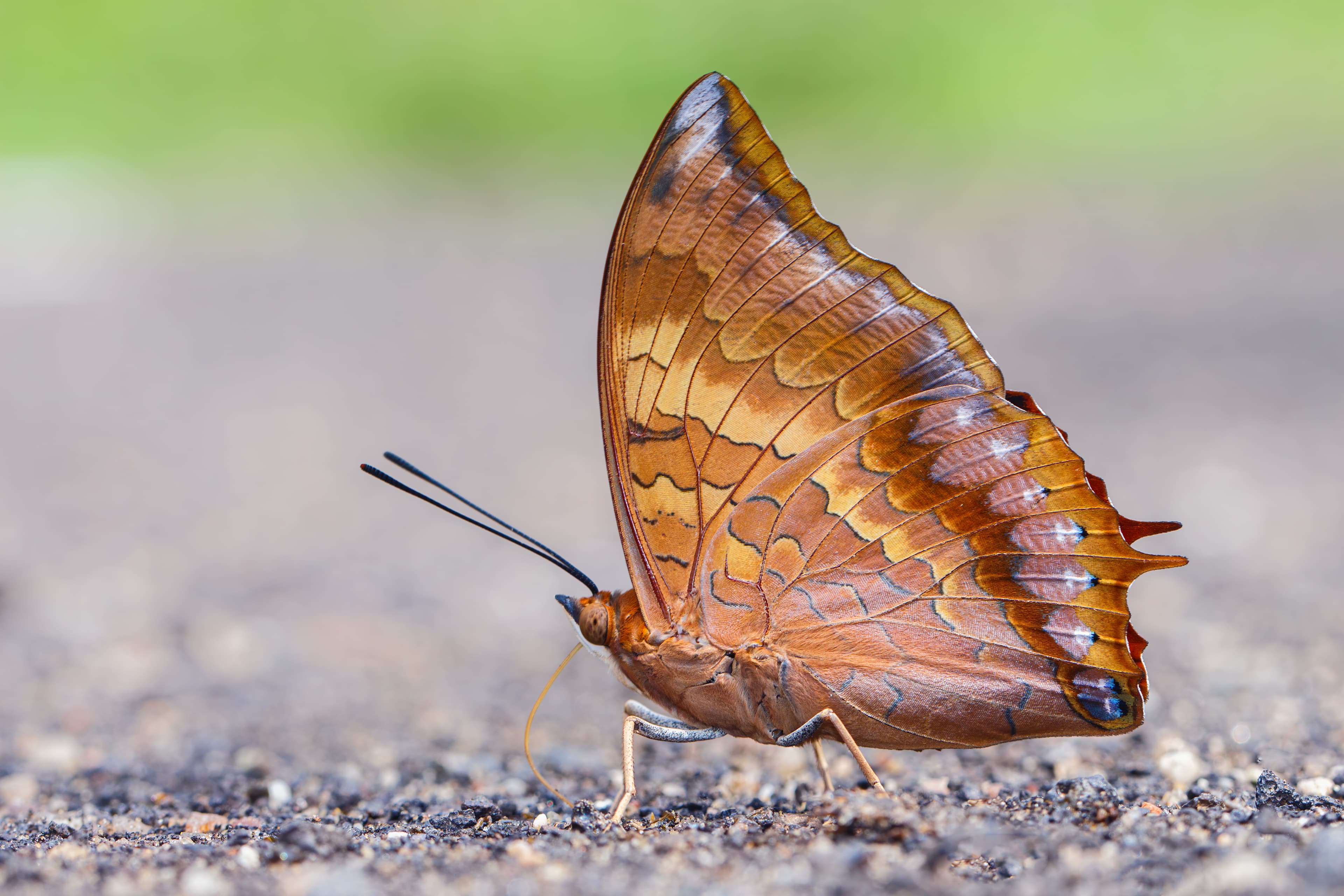 Charaxes psaphon