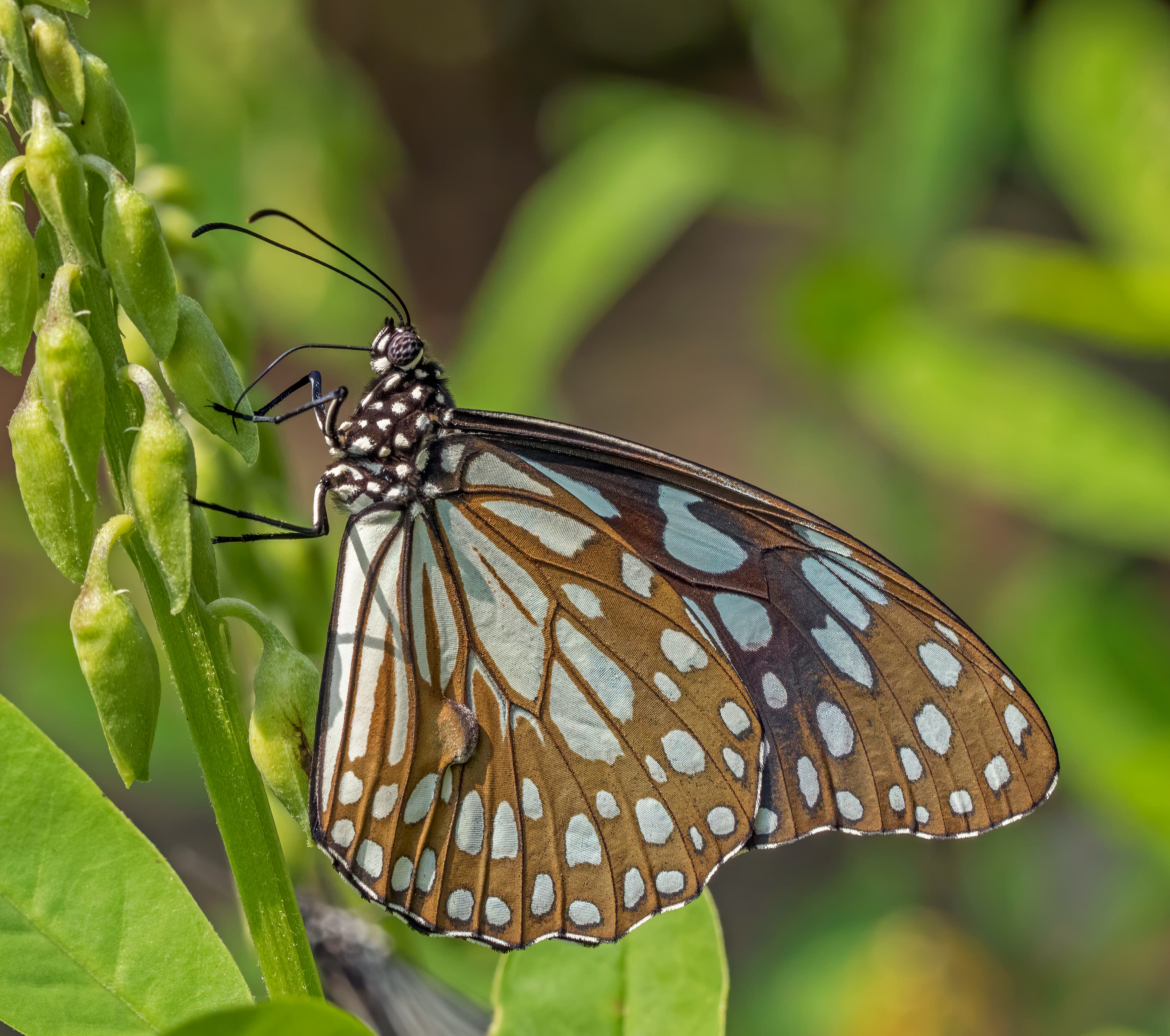 Tirumala limniace exoticus