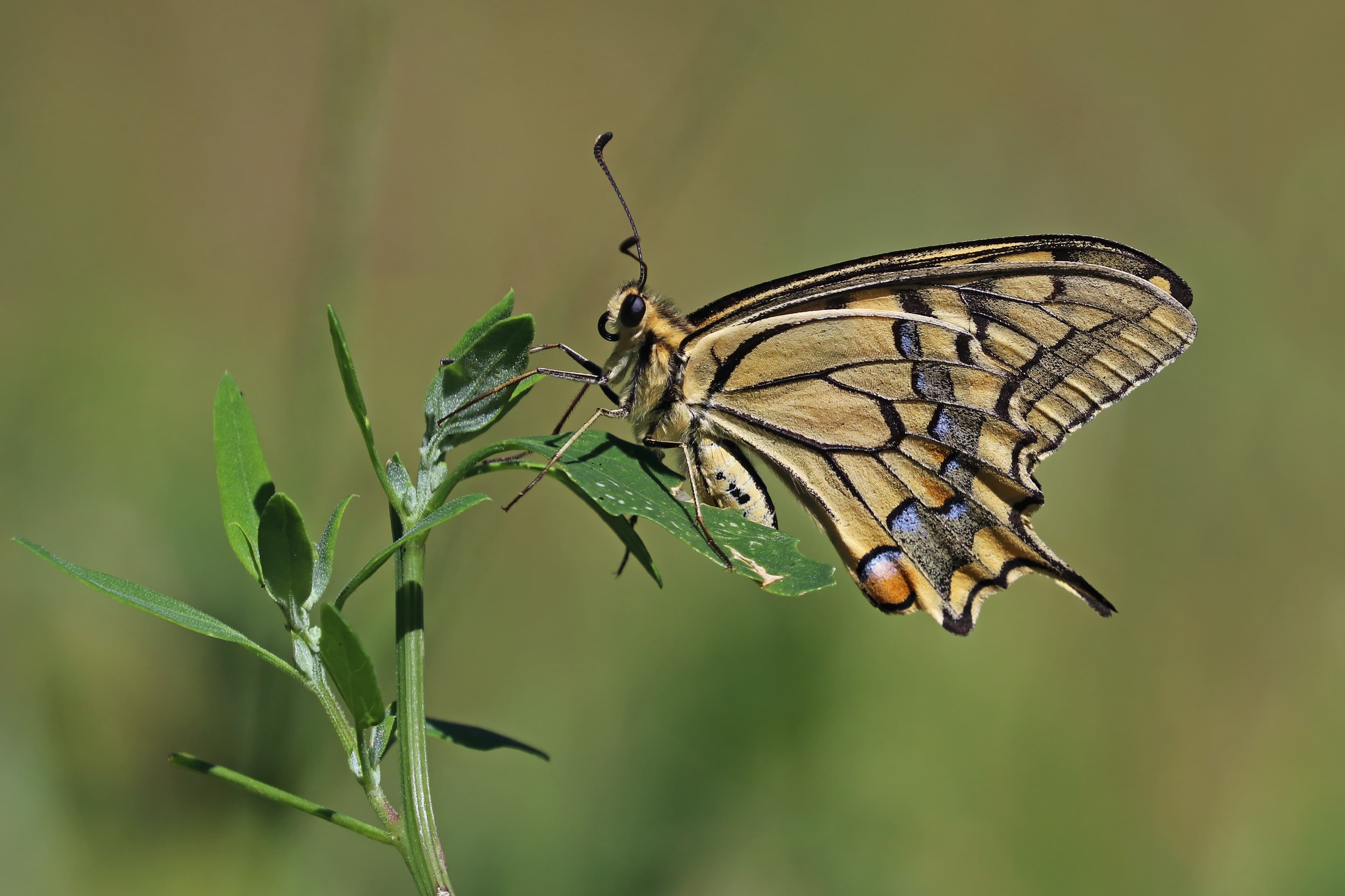 Papilio machaon gorganus