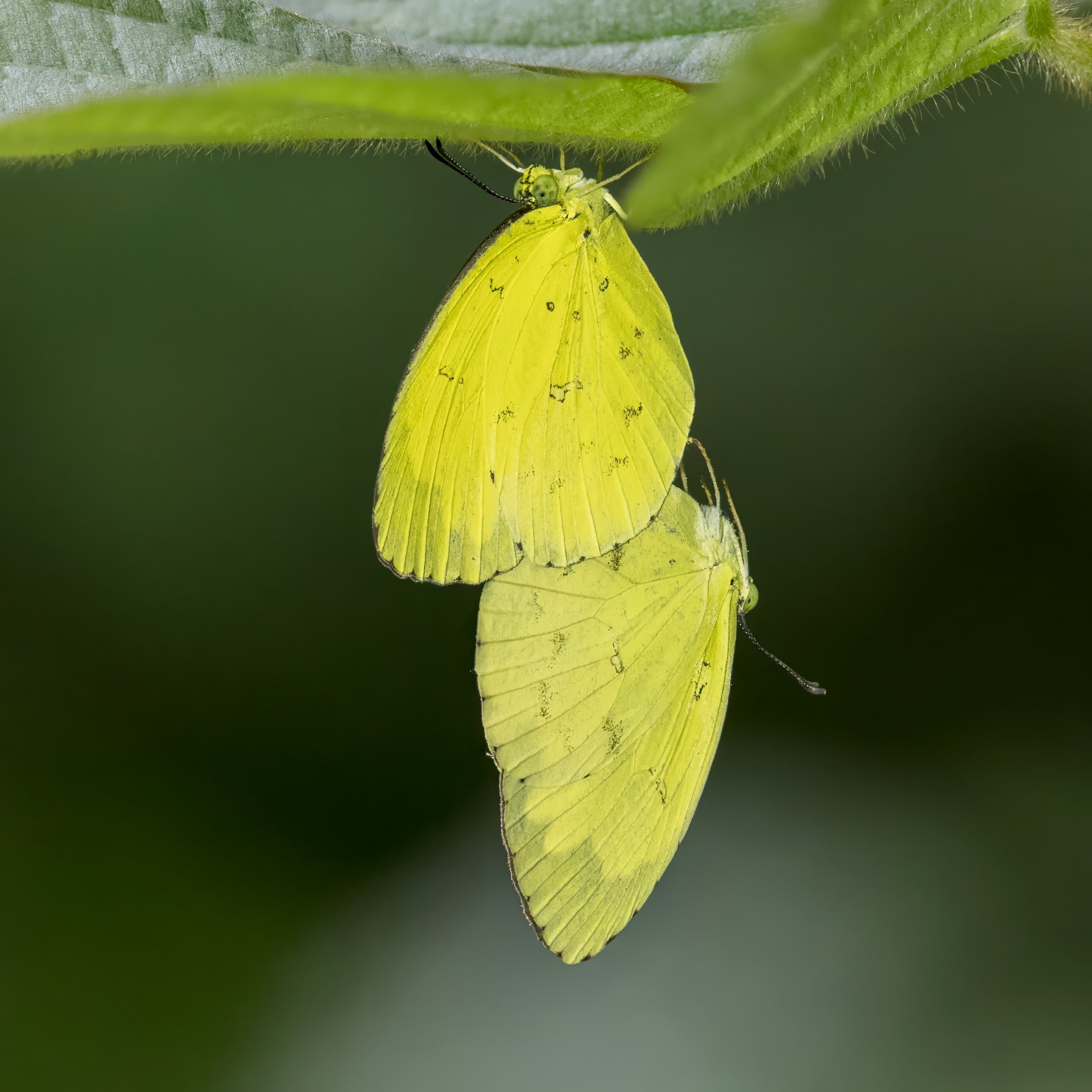 Eurema hecabe solifera