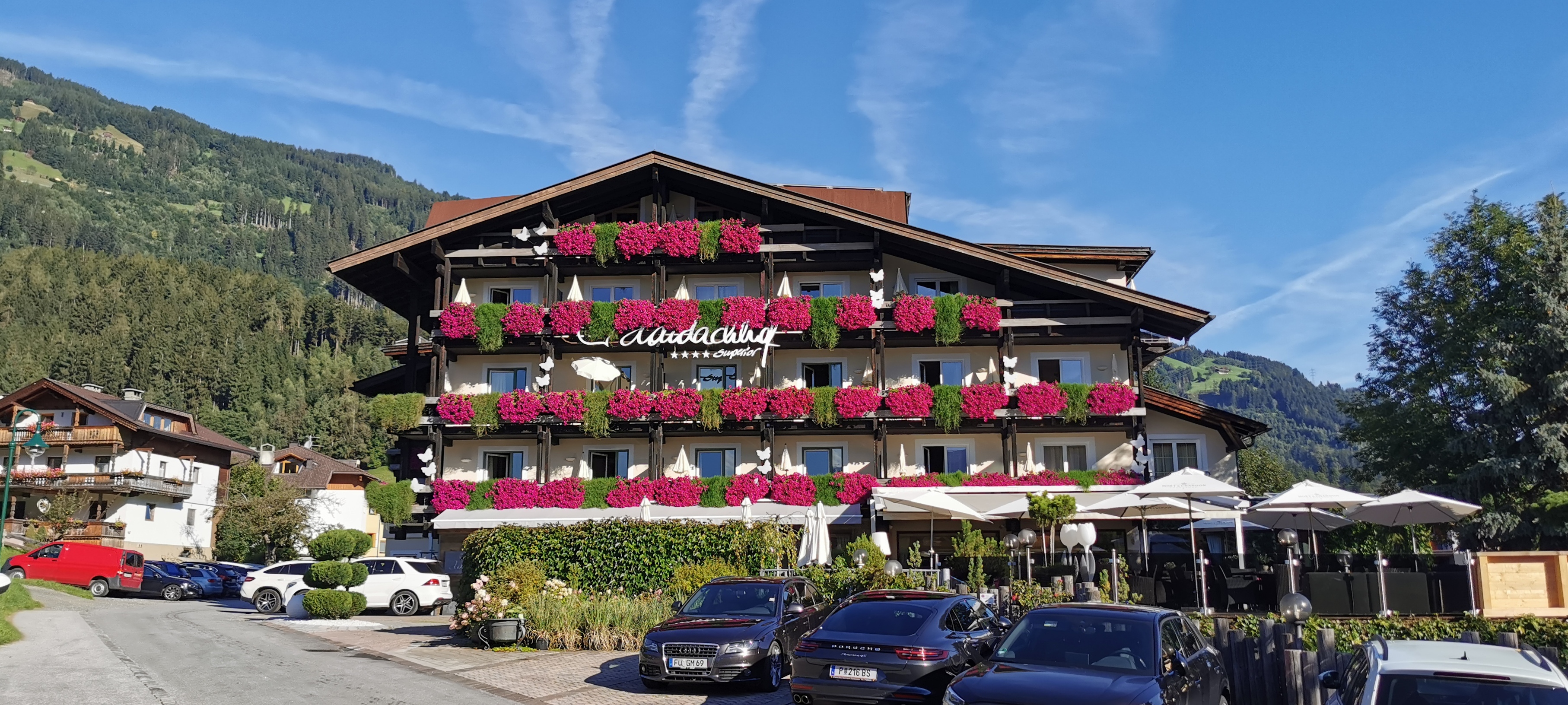 N/A (No butterfly or moth visible in the image)