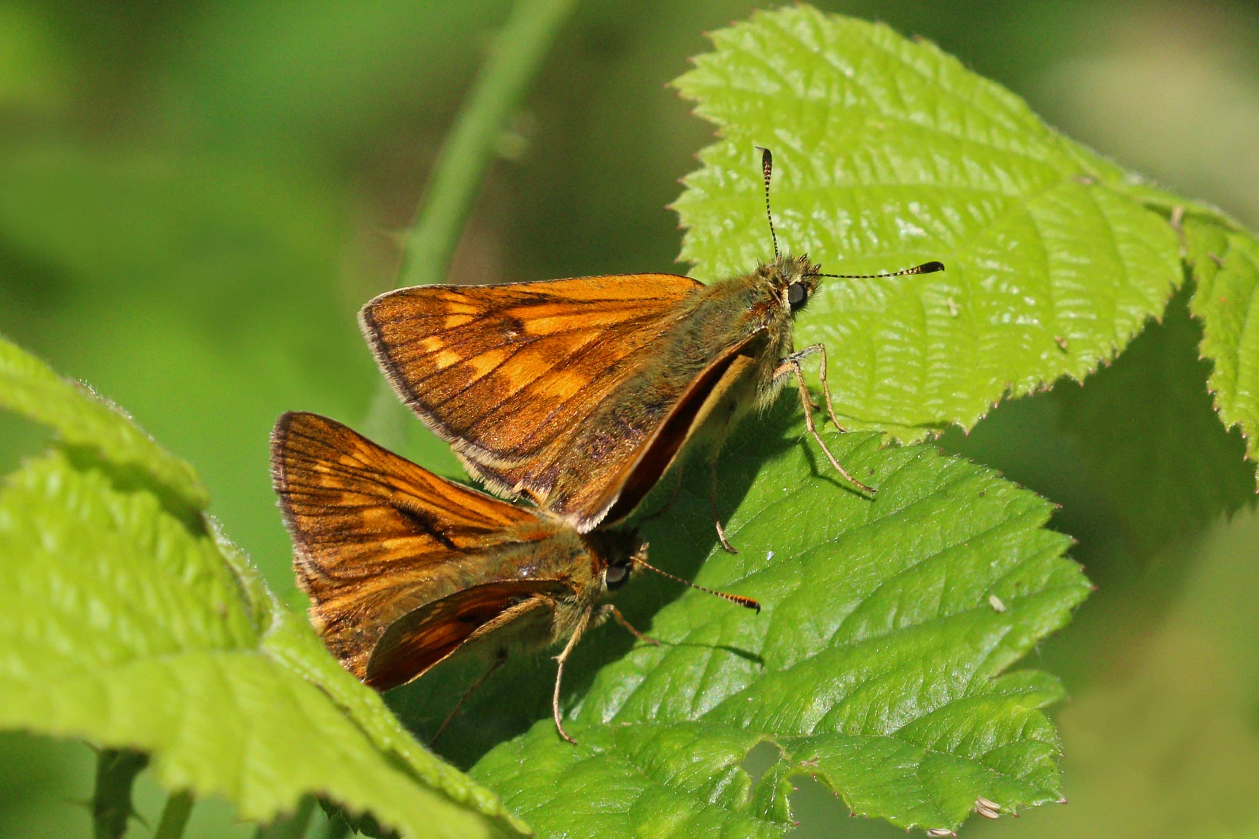 Large Skipper