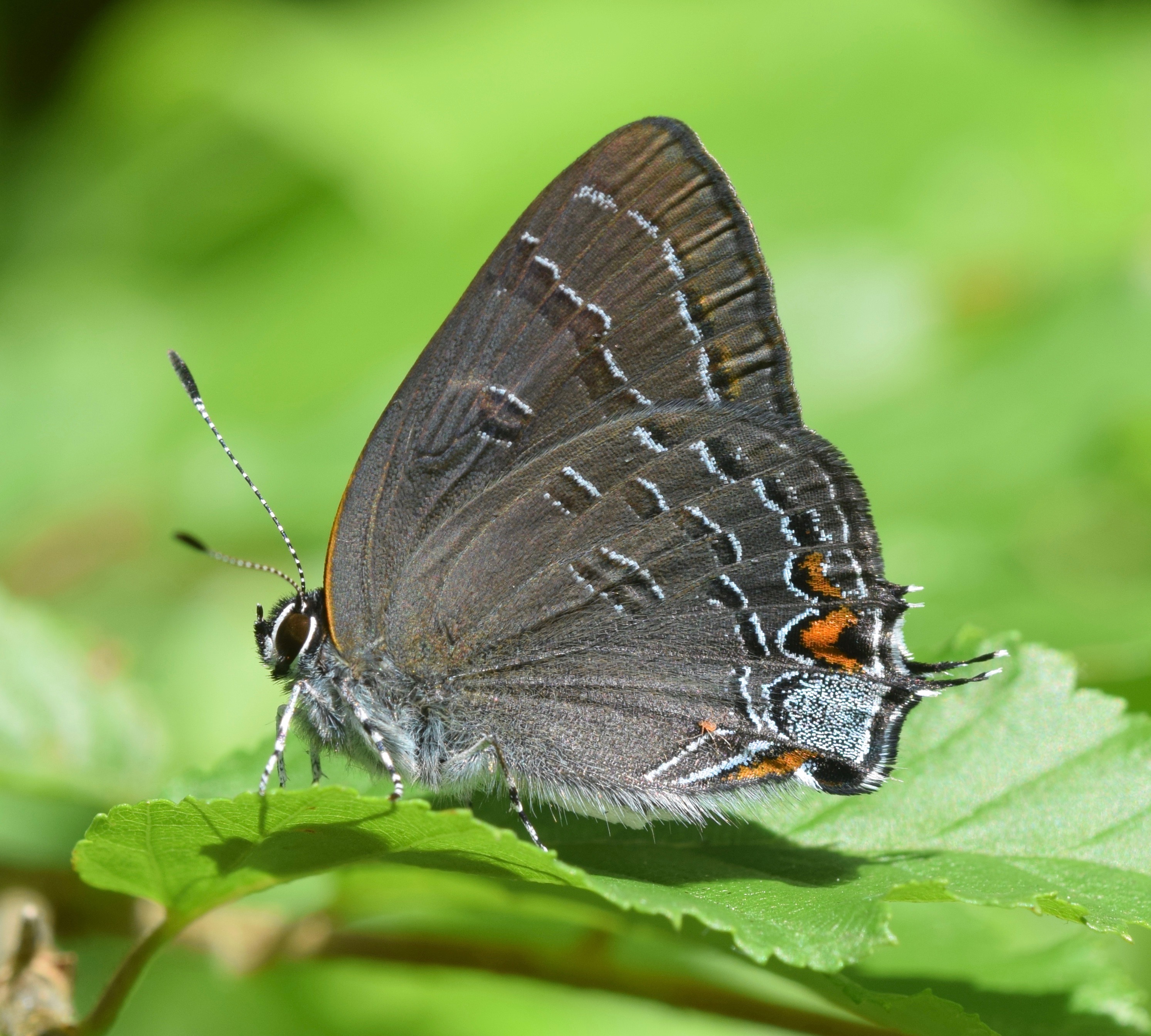 Banded Hairstreak