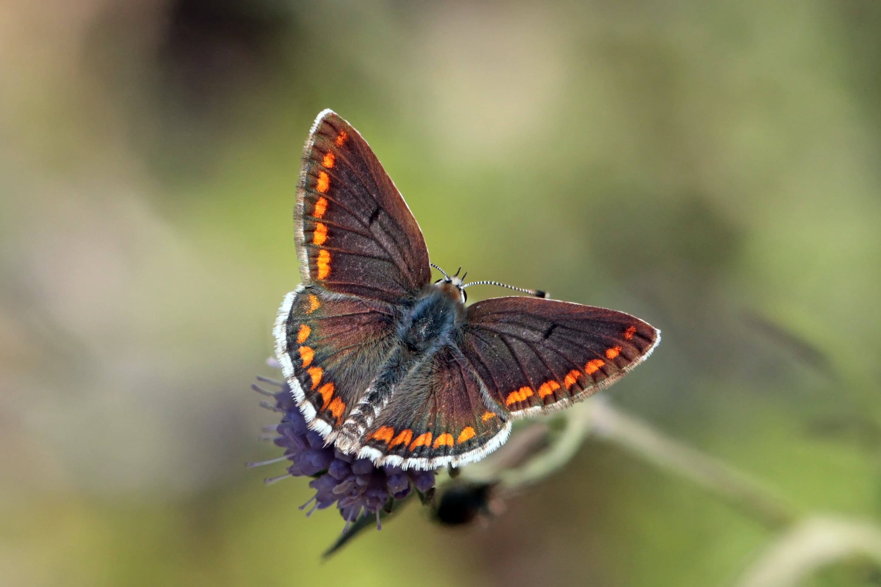 Aricia agestis calida