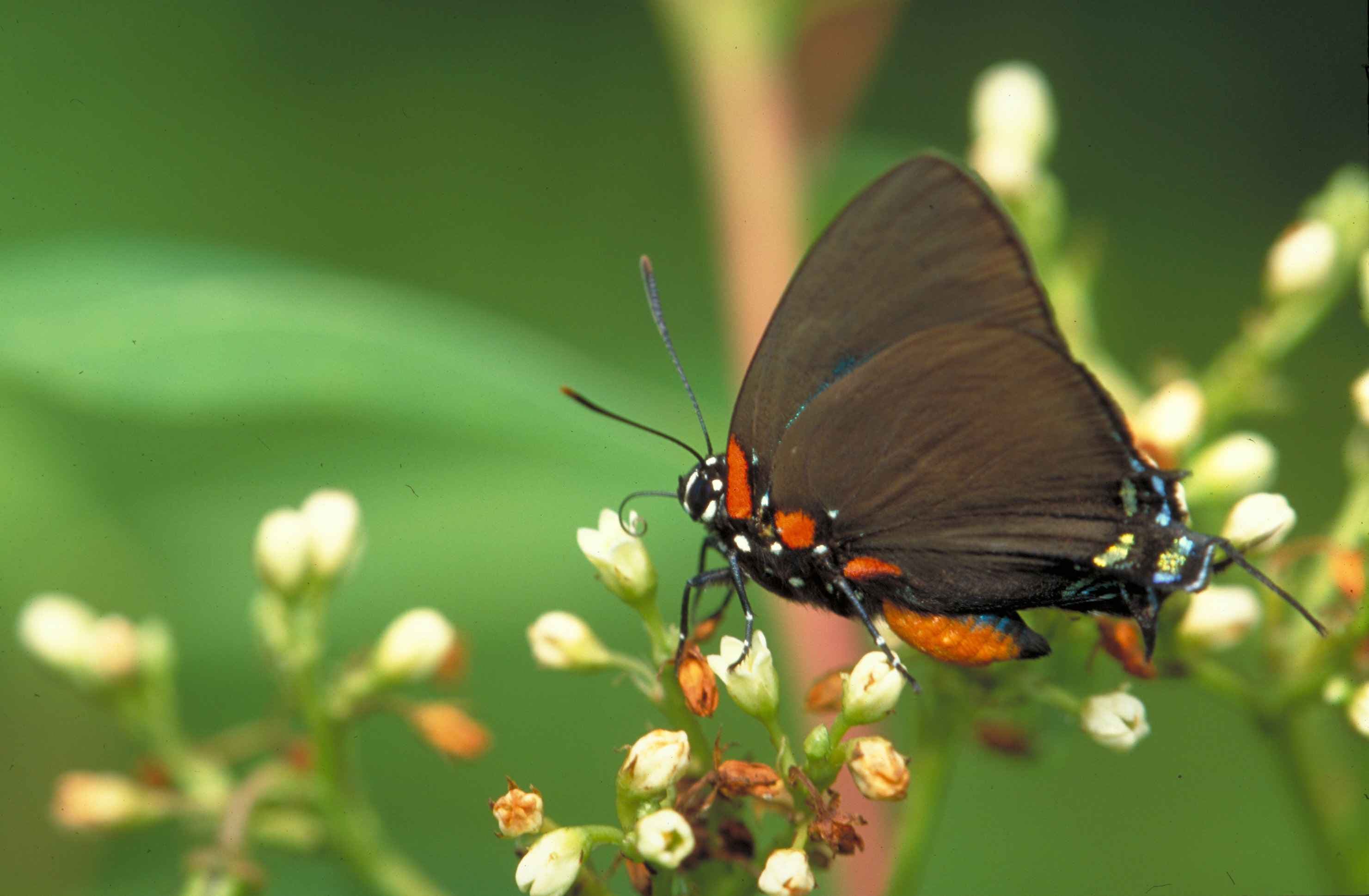 Great Purple Hairstreak