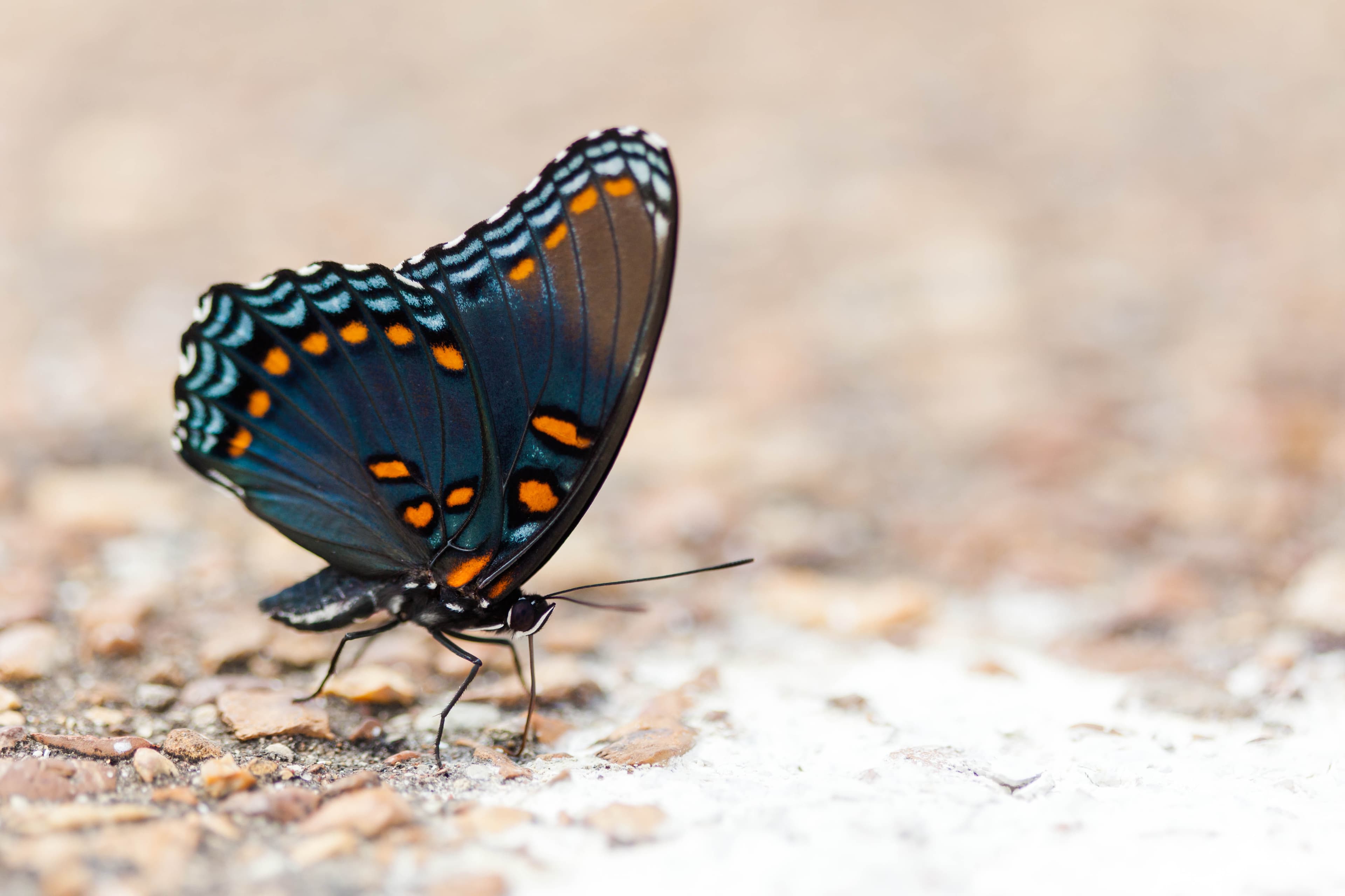 Limenitis arthemis astyanax