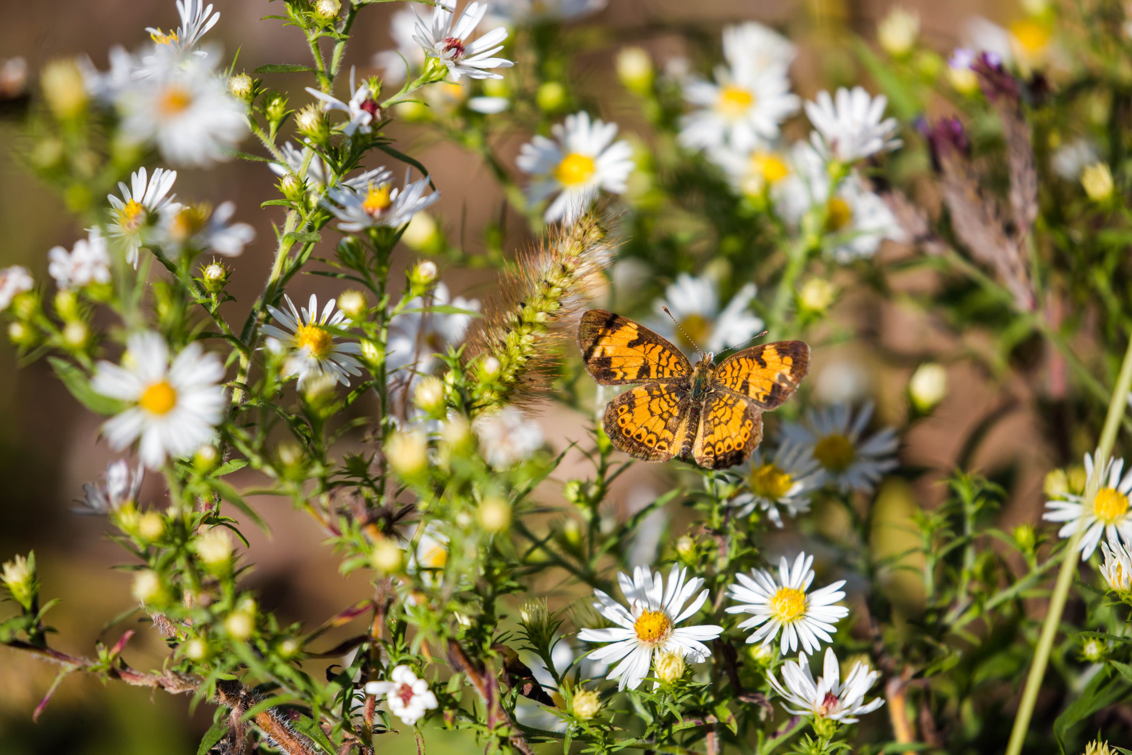 Pearl Crescent