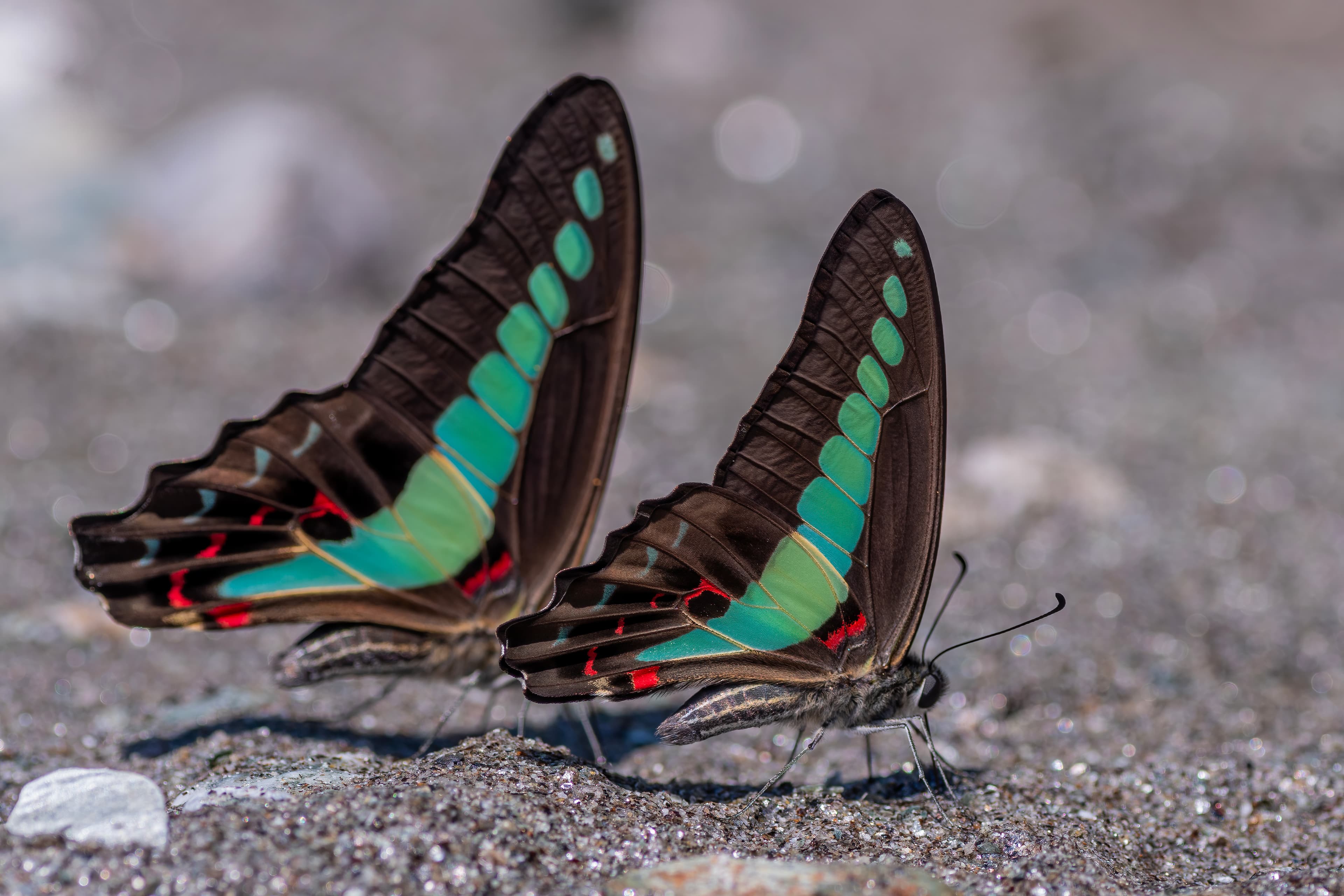 Graphium sarpedon