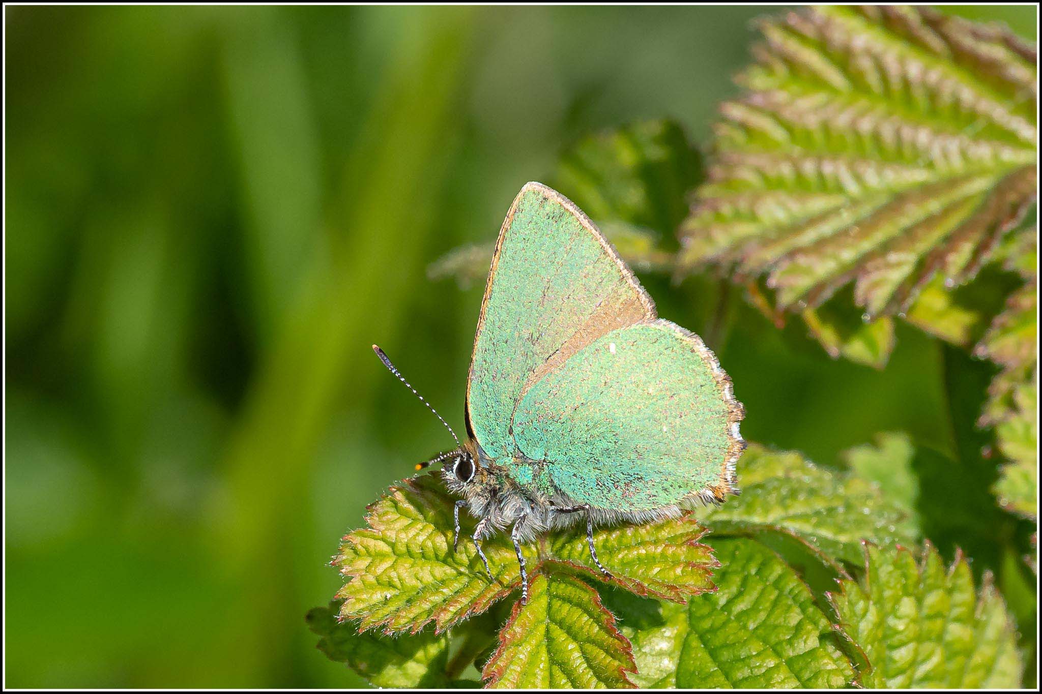 Green Hairstreak