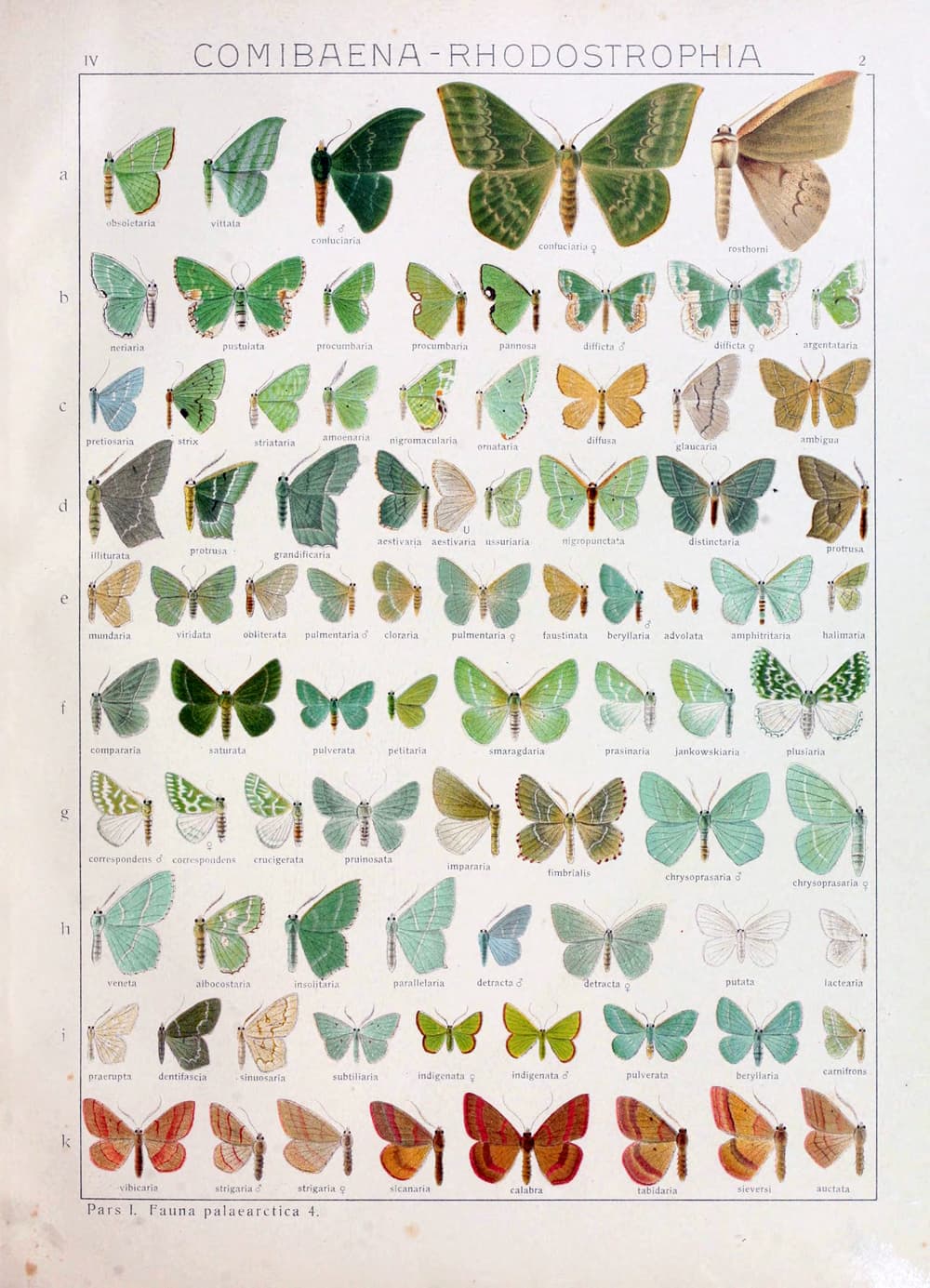 No widely accepted common name