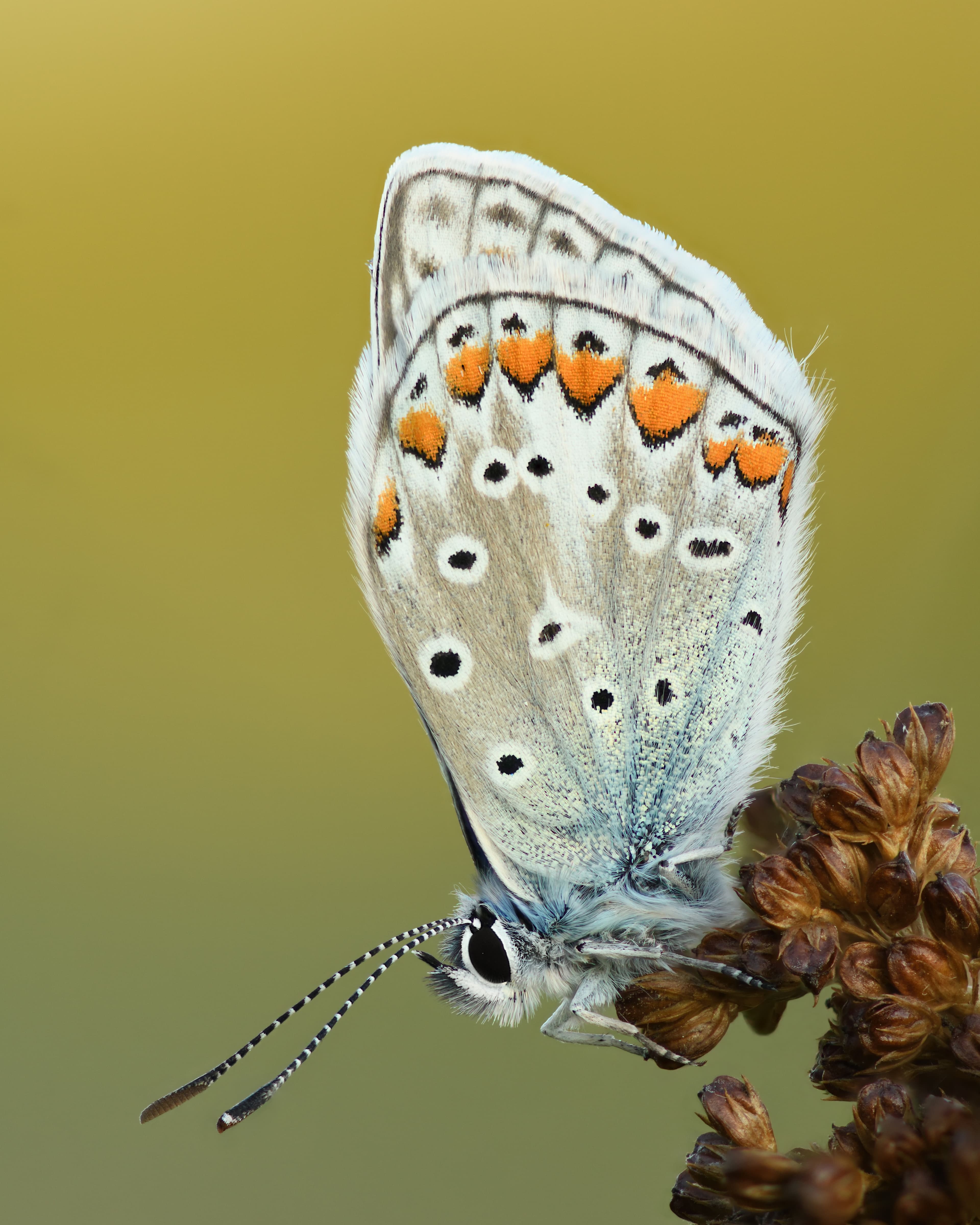 Polyommatus icarus