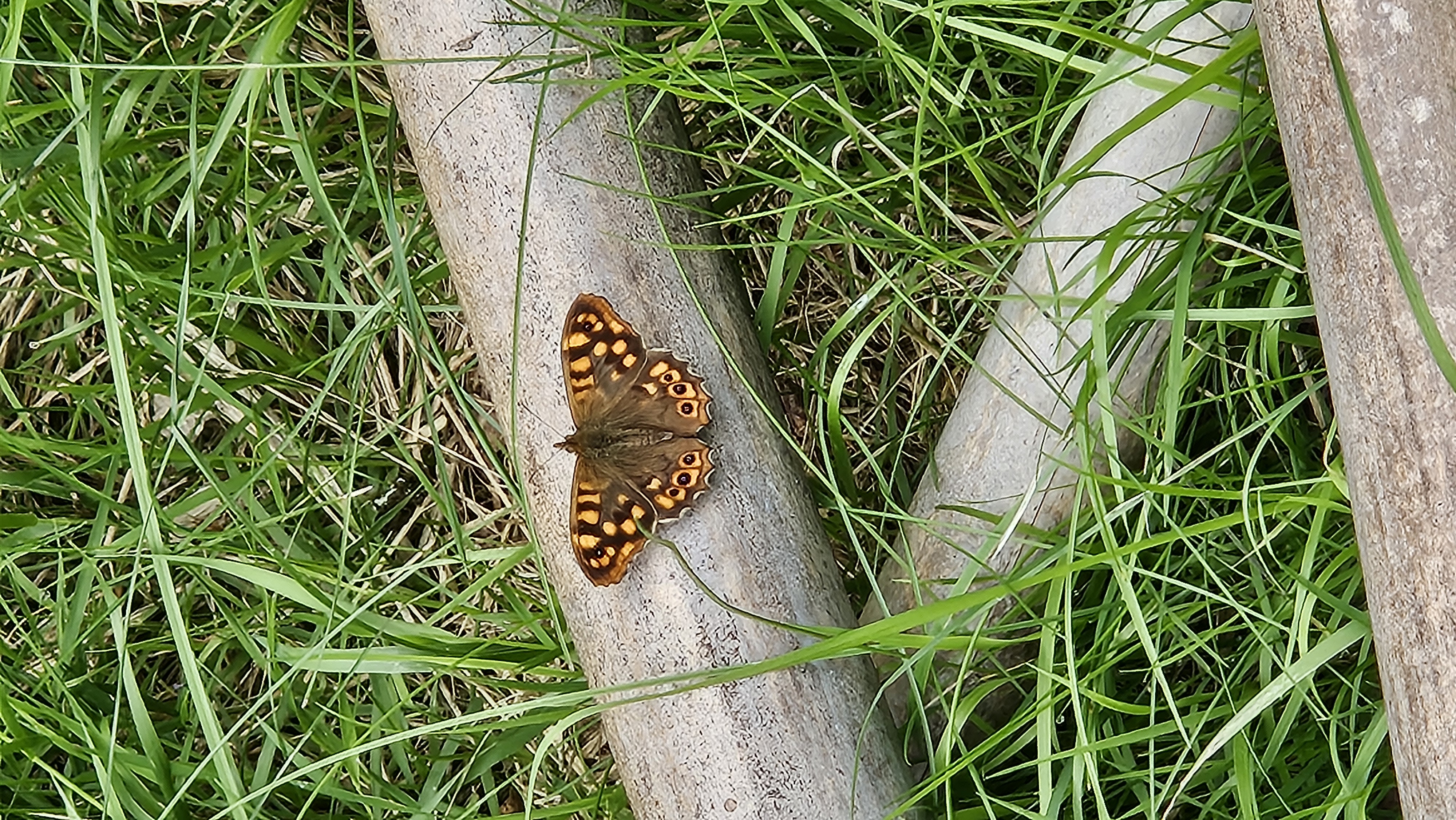 Canary Speckled Wood