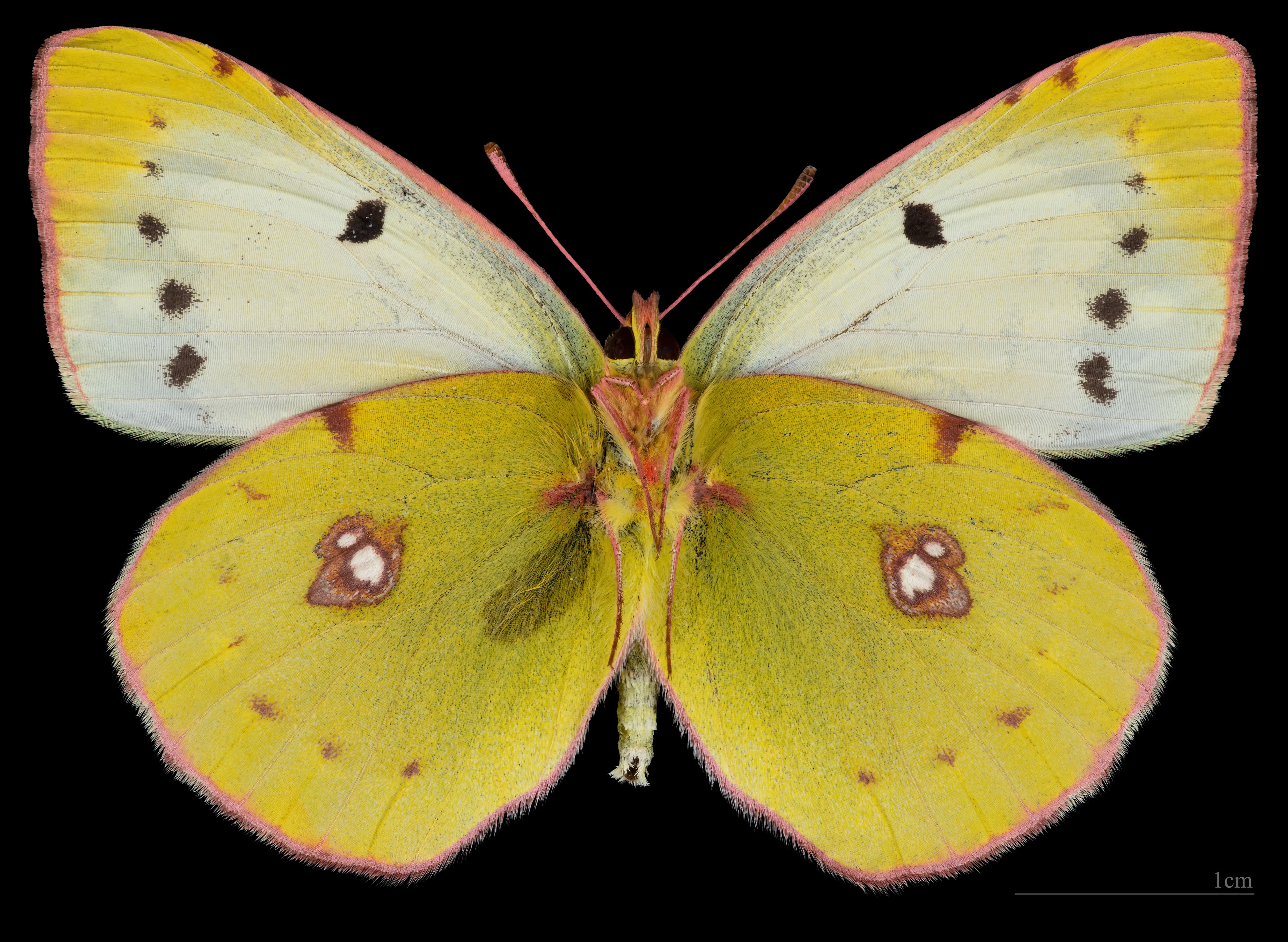 Colias croceus f. helice