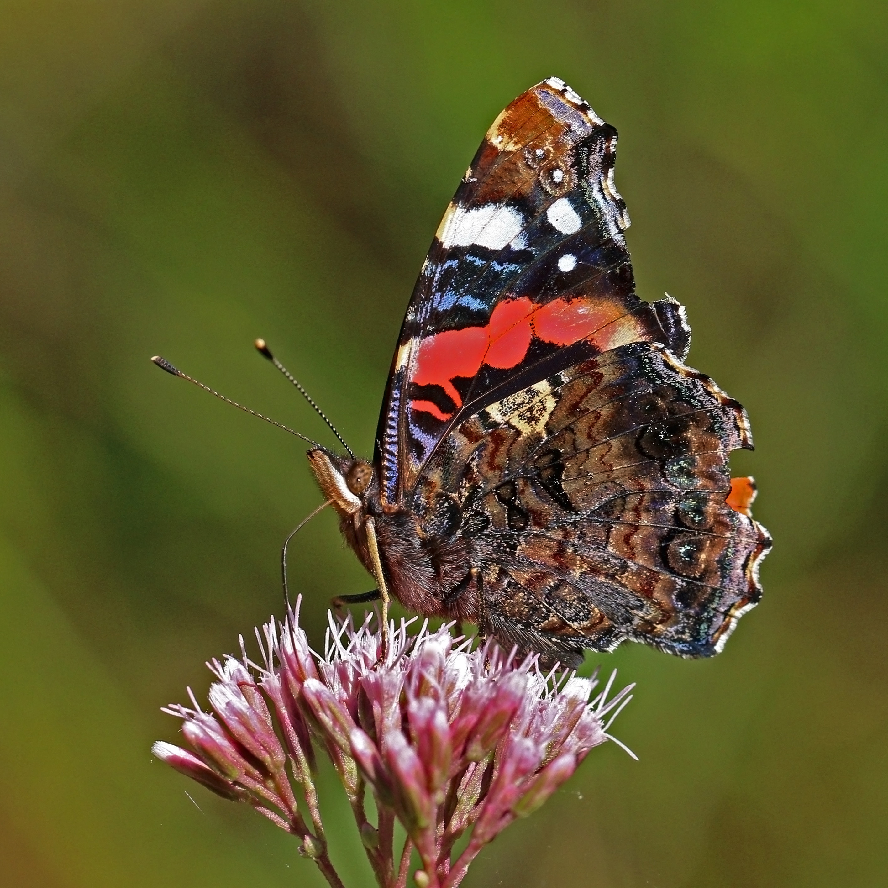 Red Admiral