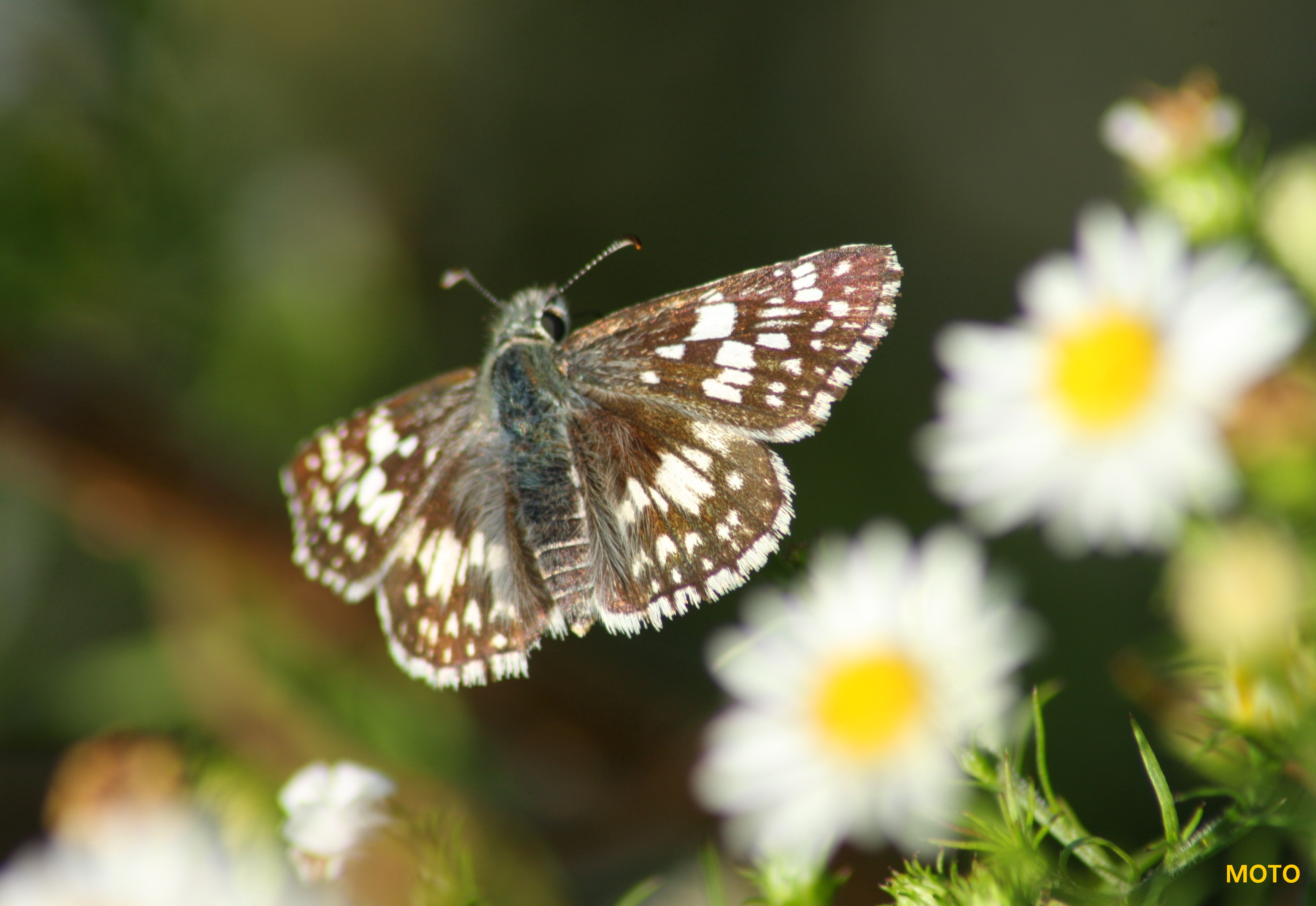 Common Checkered-Skipper