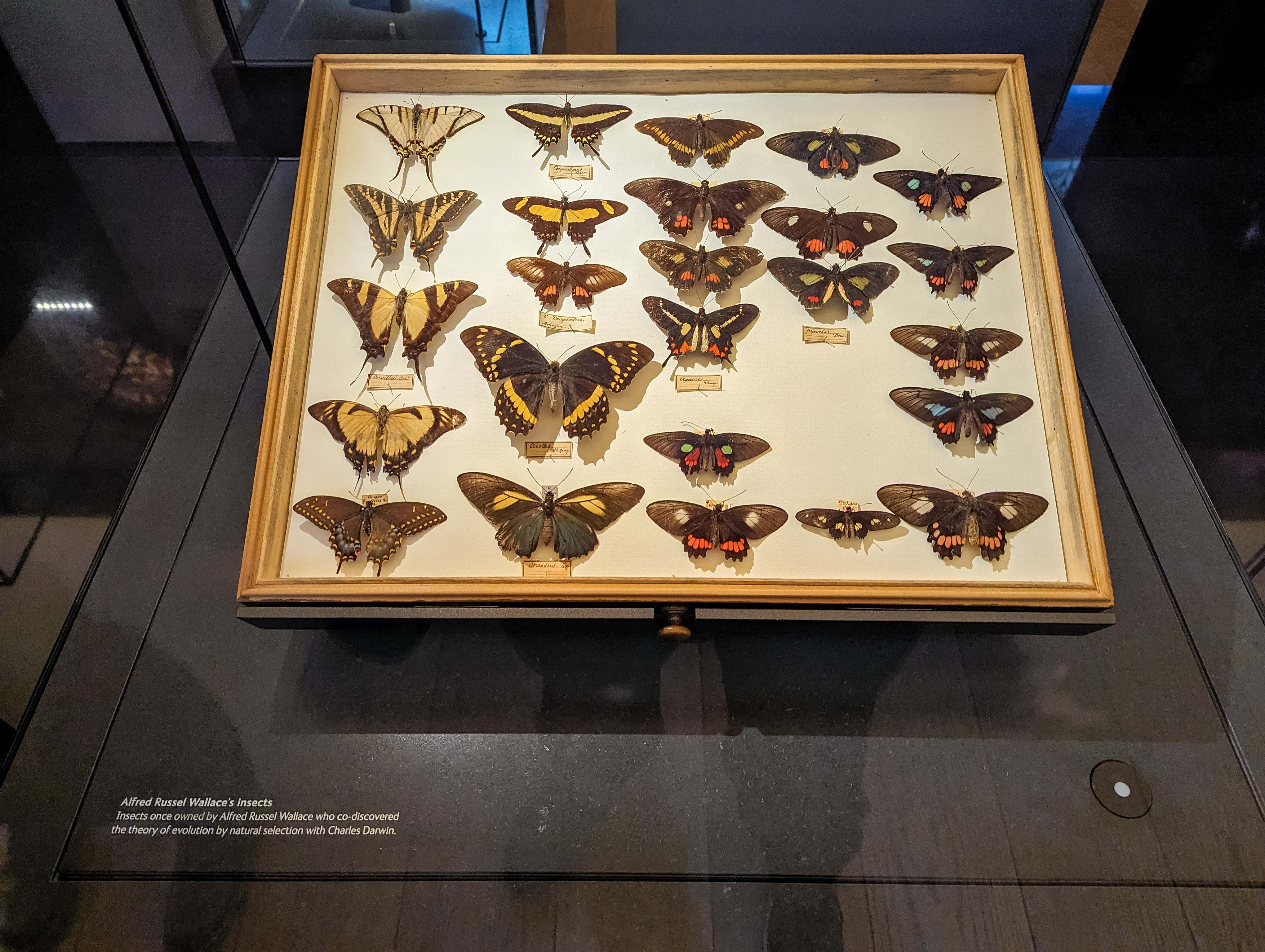 Wallace's Golden Birdwing