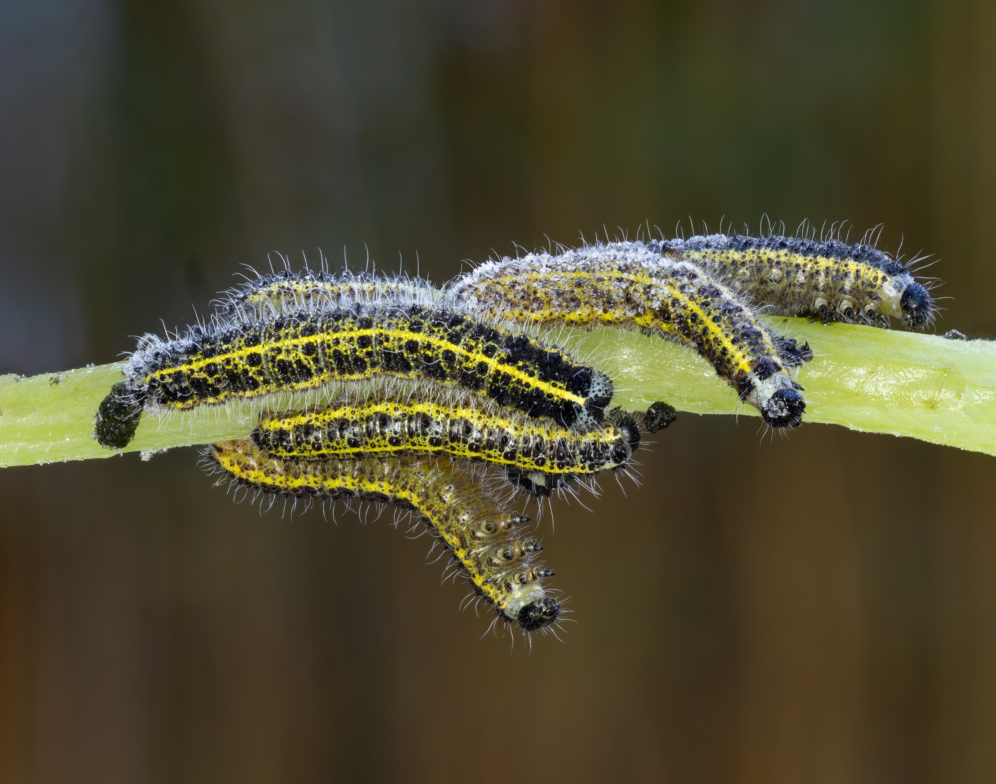 Pieris brassicae