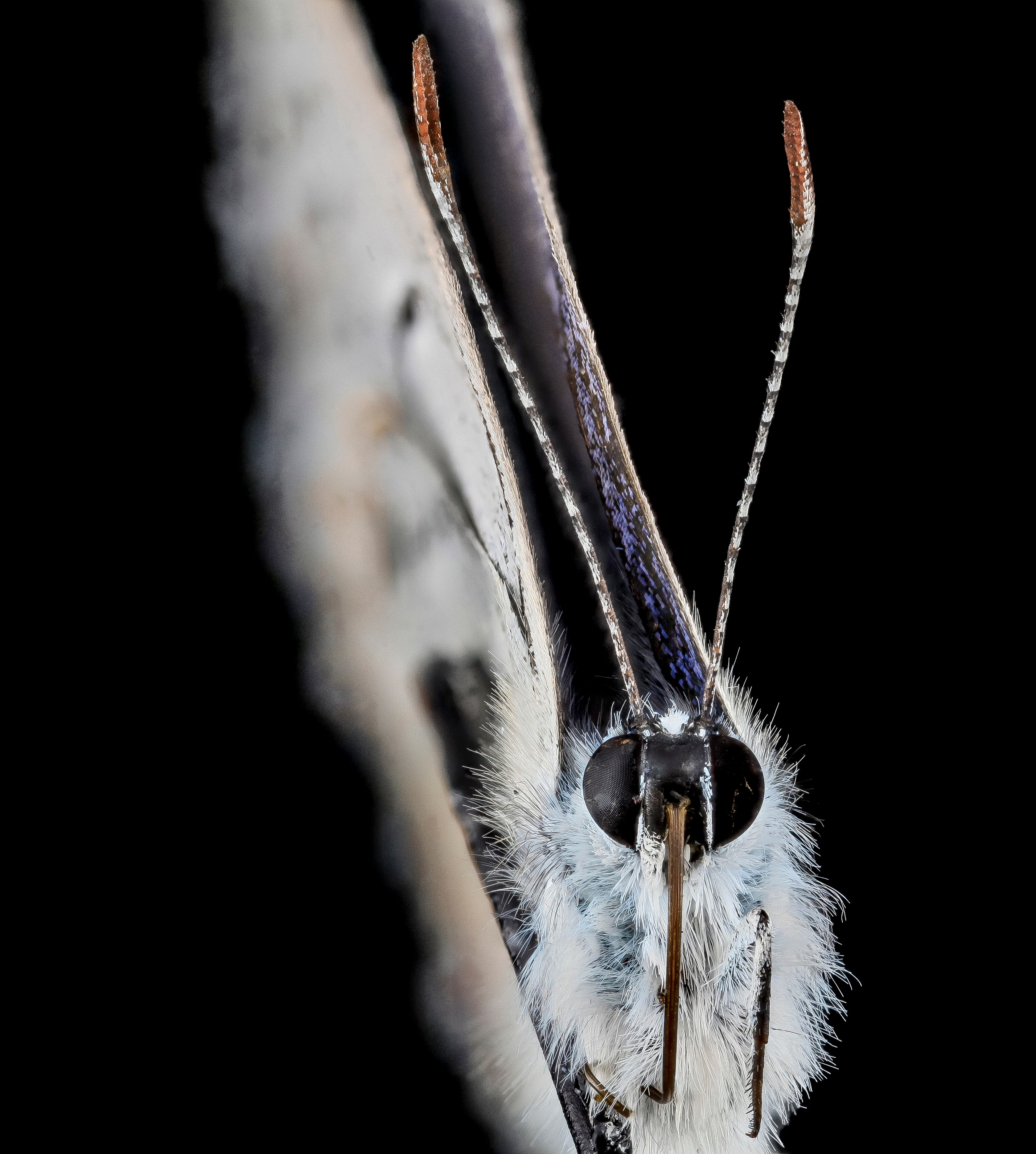 Lycaeides melissa samuelis