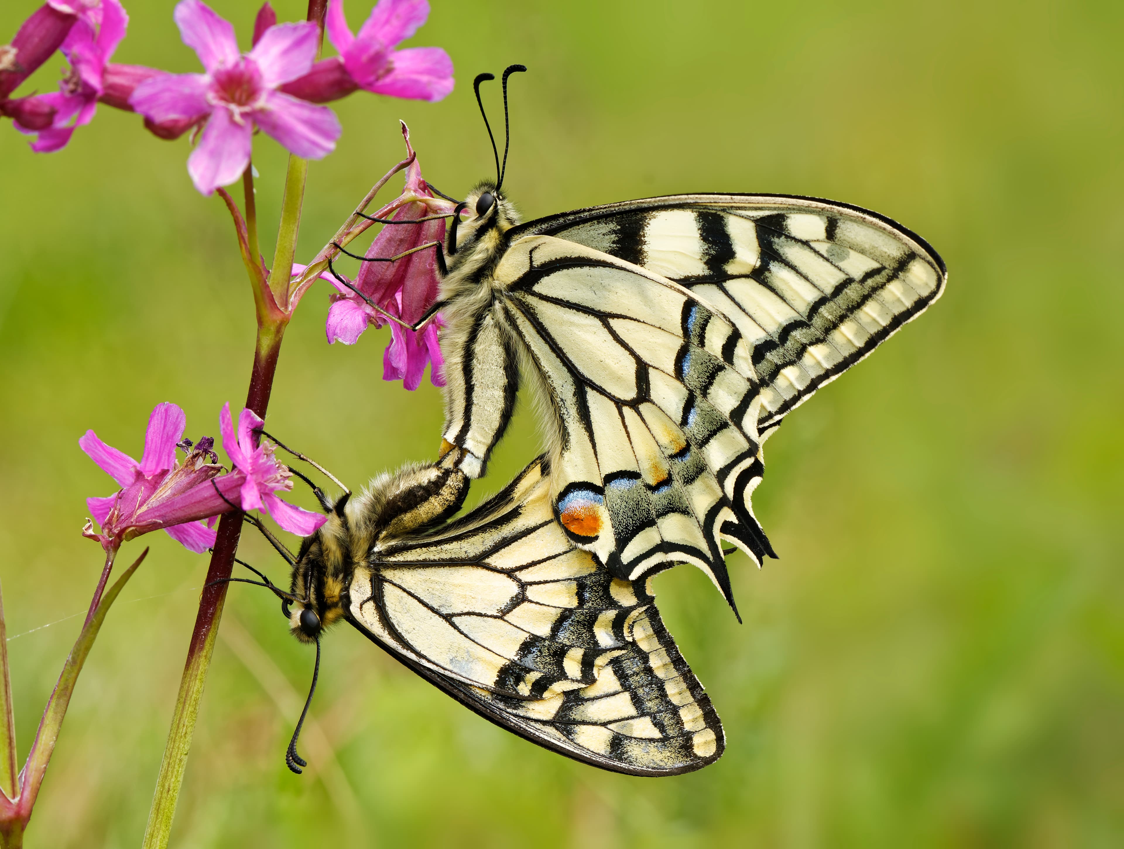 Papilio machaon
