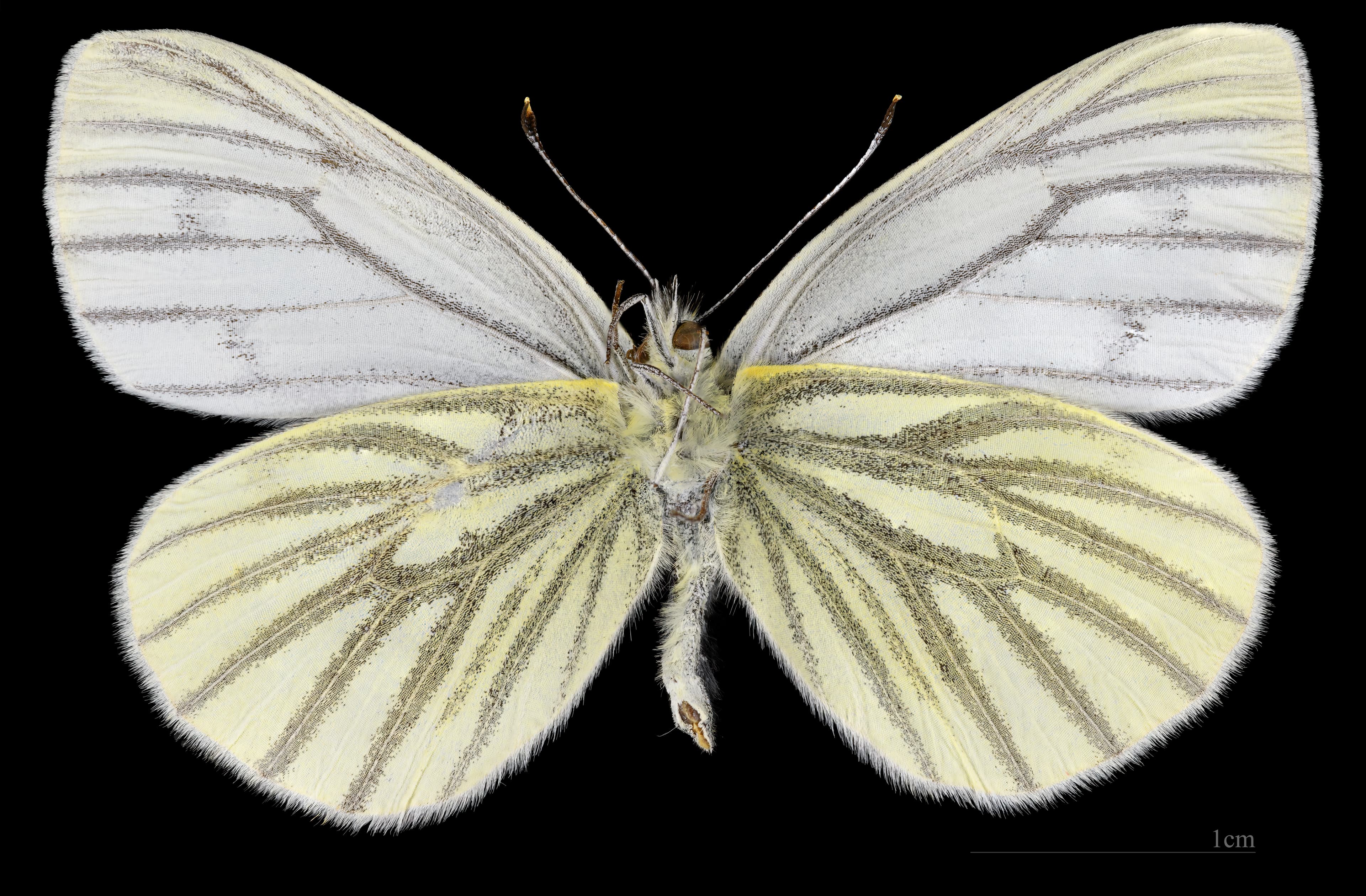 Pieris napi napi