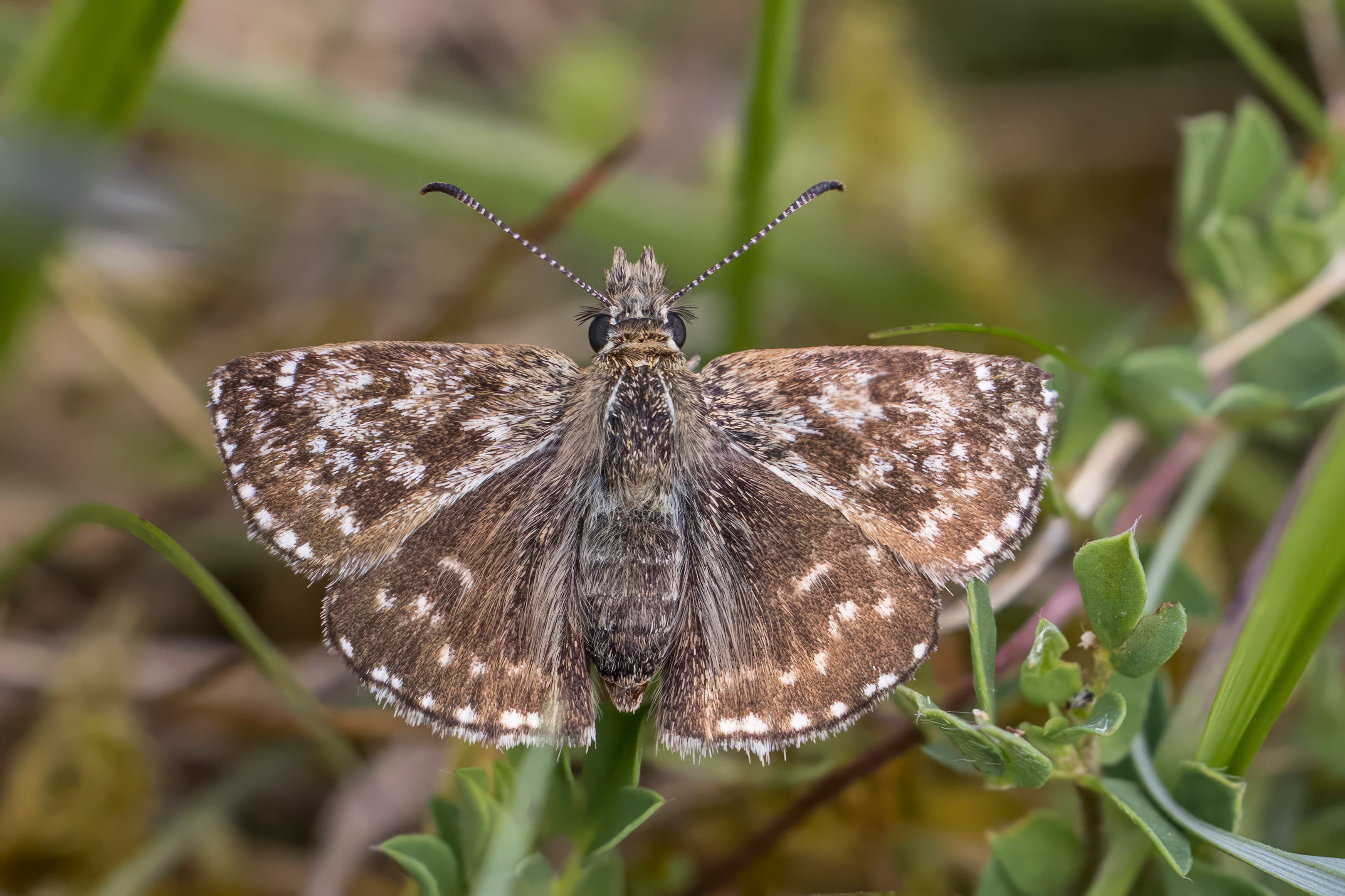 Erynnis tages baynesi