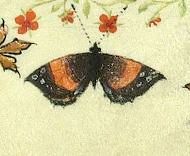 Unidentified Butterfly