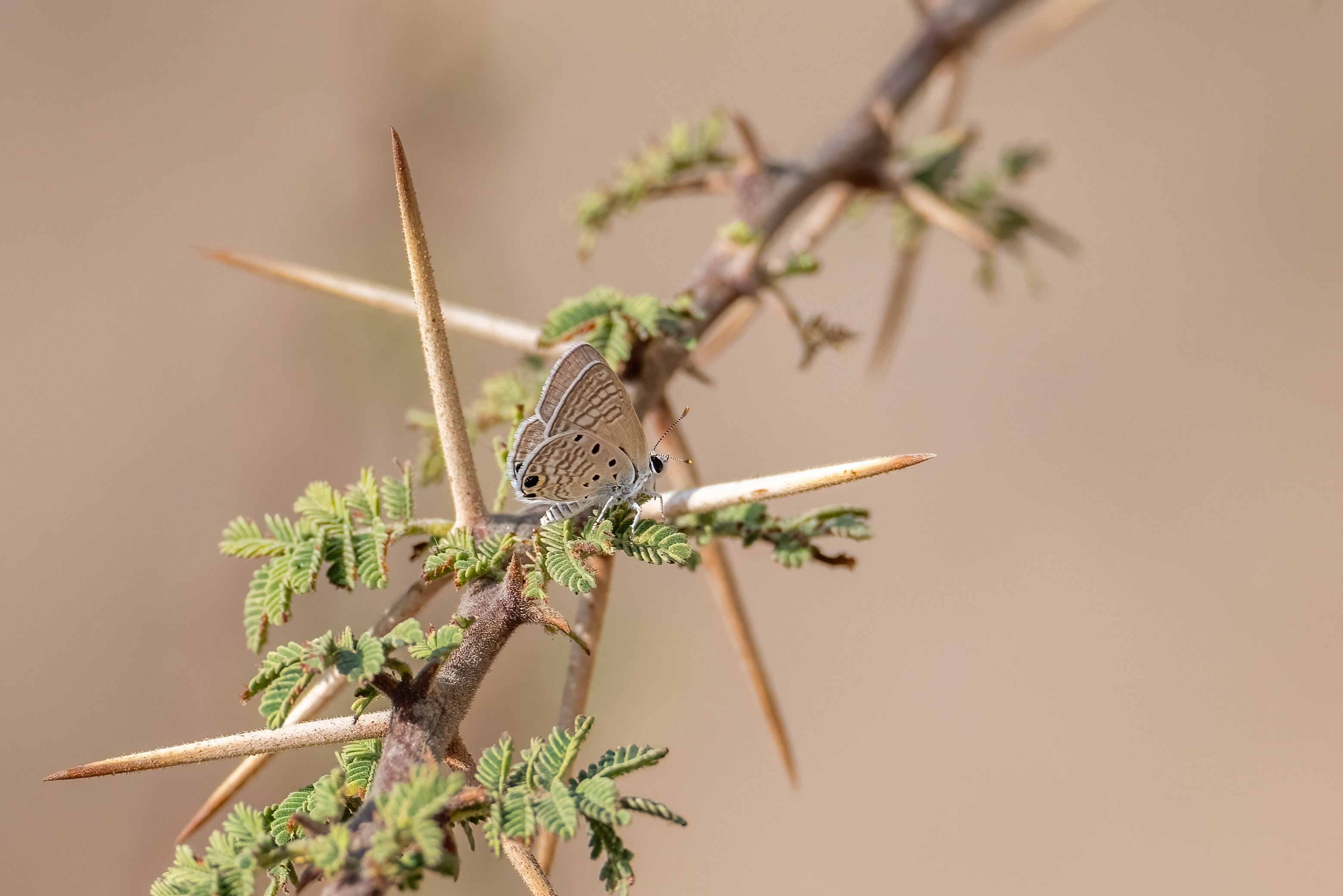 Leaden Ciliate Blue butterfly