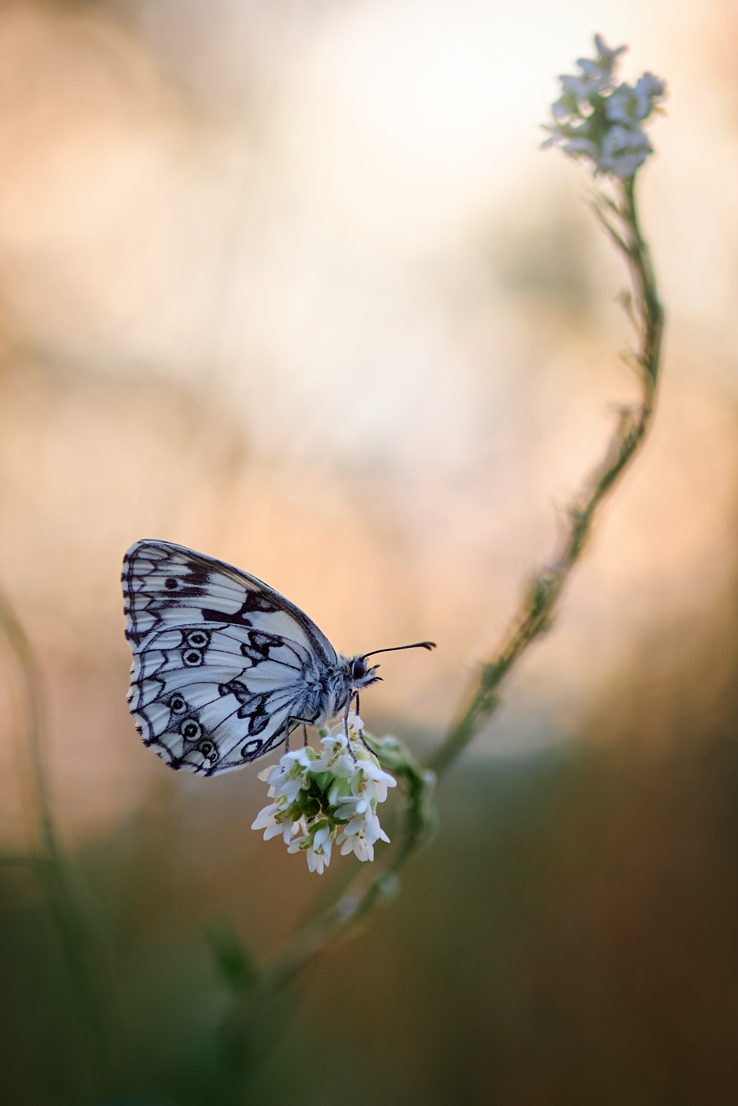Marbled White