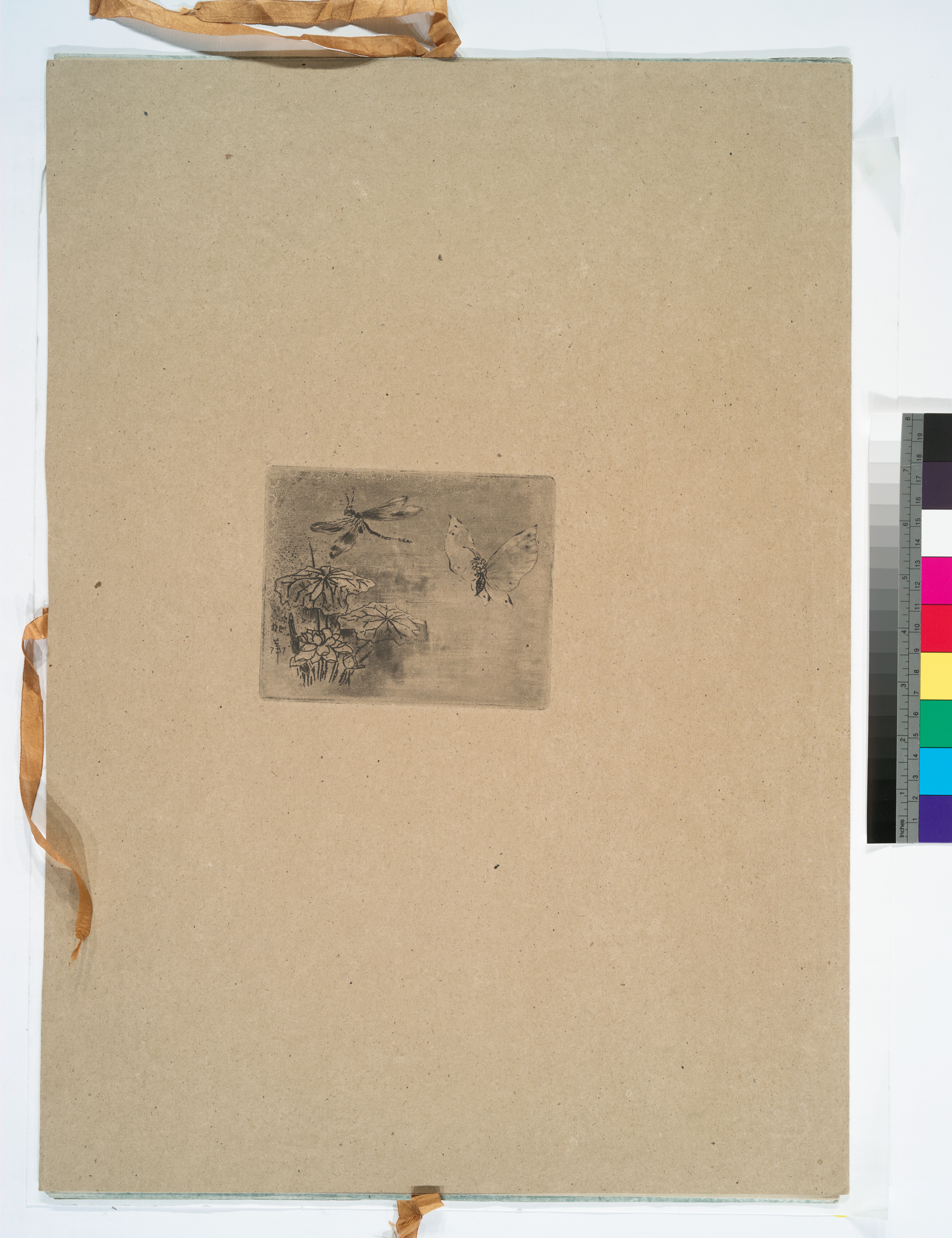 Generic Butterfly (Artistic Representation)