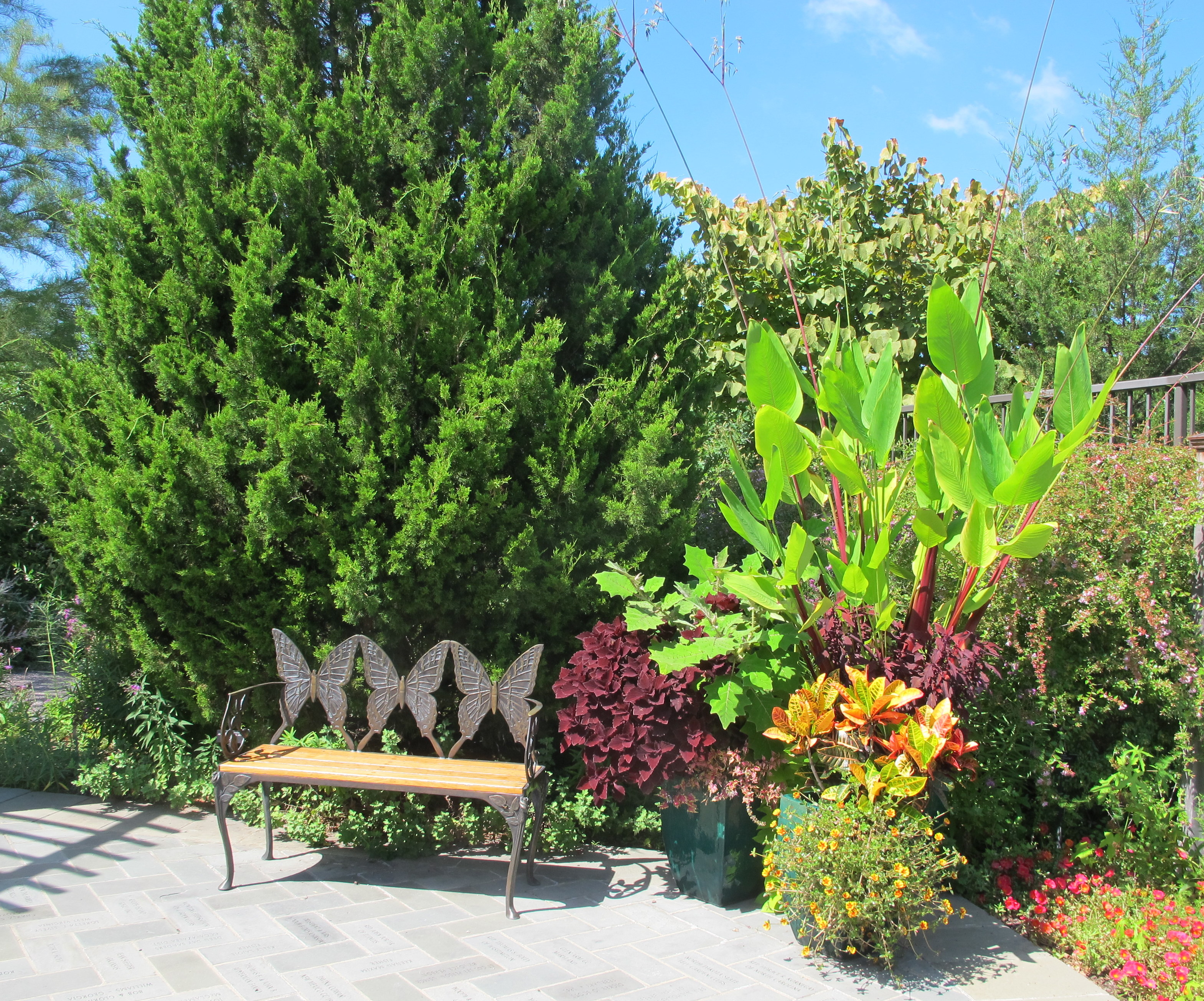 N/A (No live butterfly/moth visible)