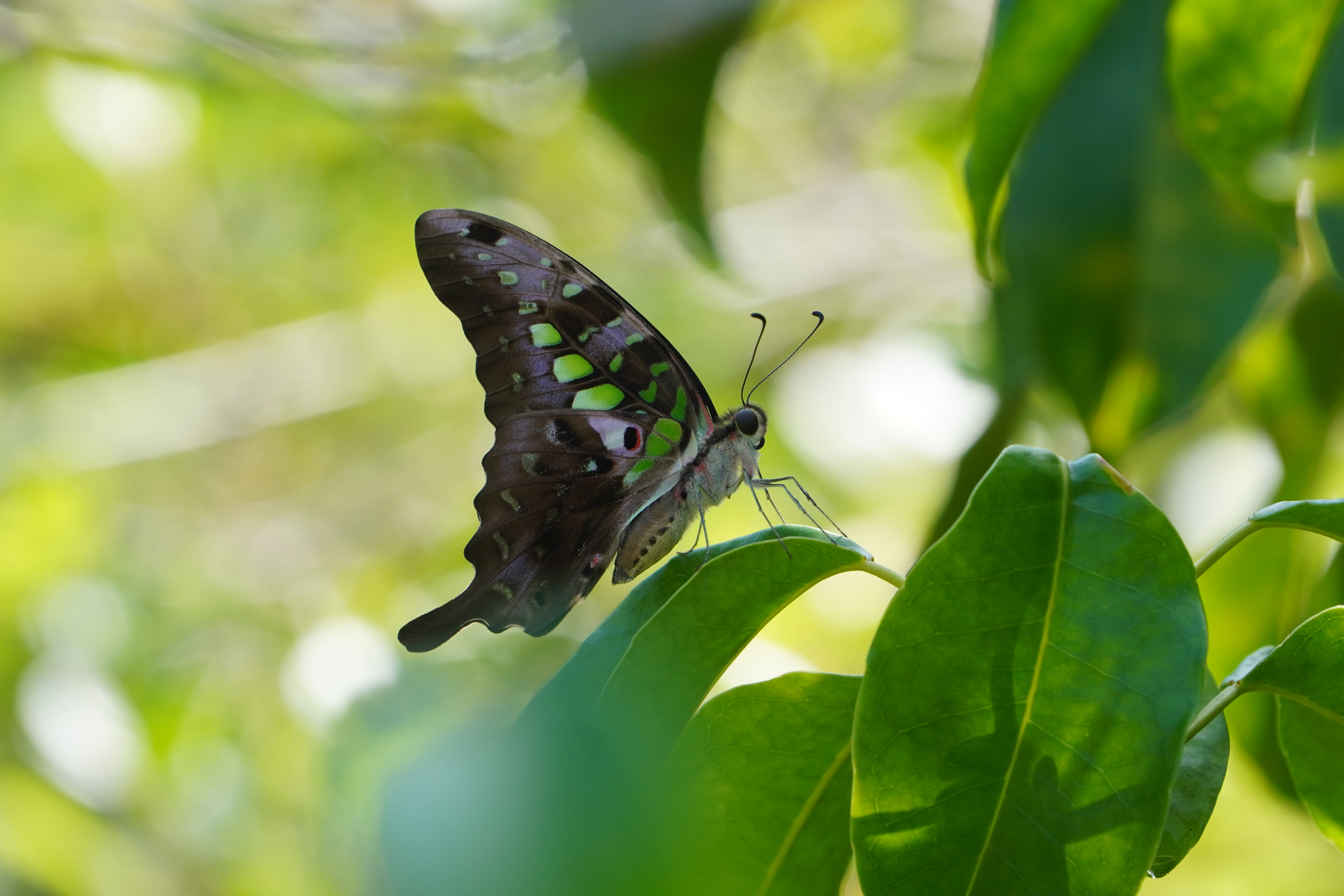 Graphium agamemnon
