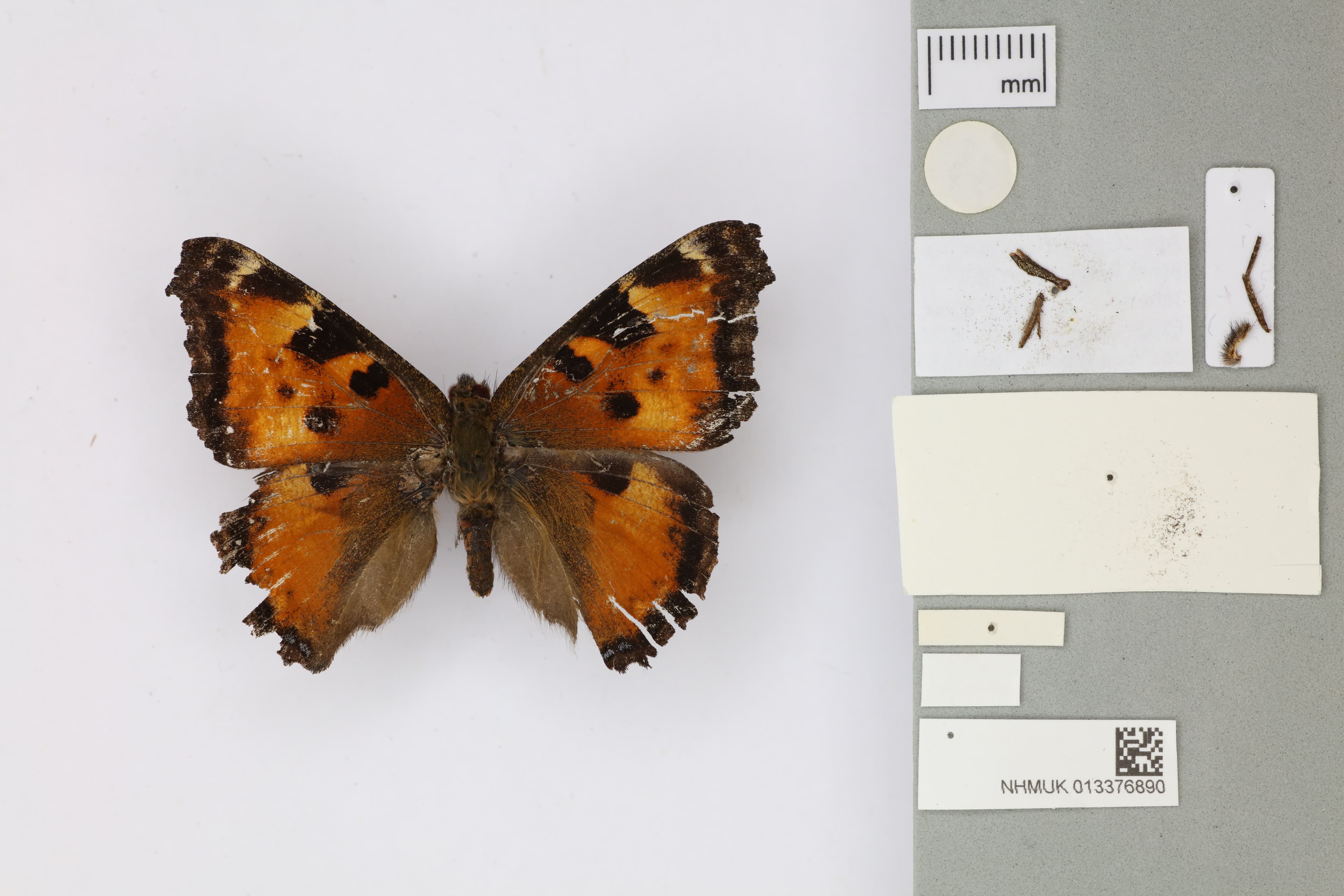 Nymphalis californica