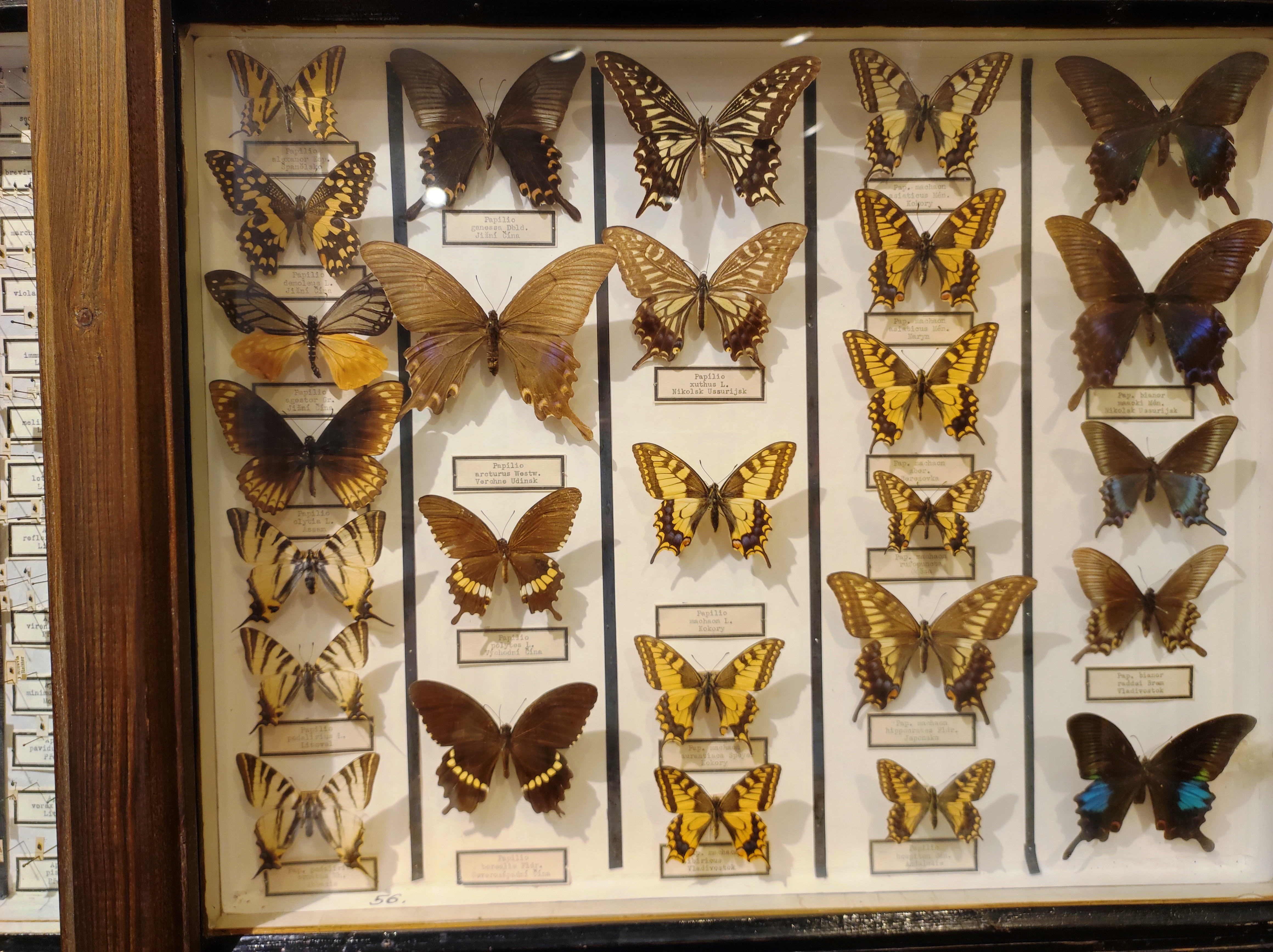 Common Yellow Swallowtail