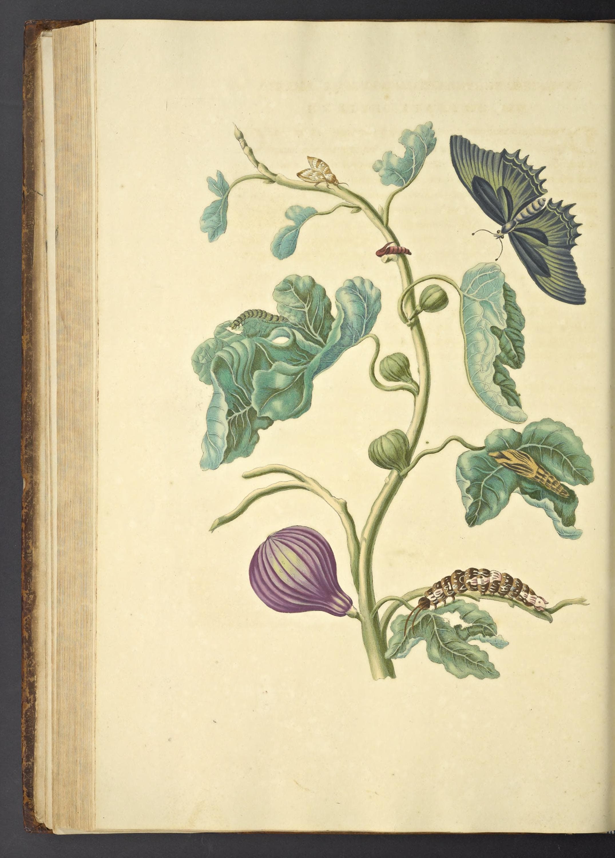 Blue-banded Swallowtail