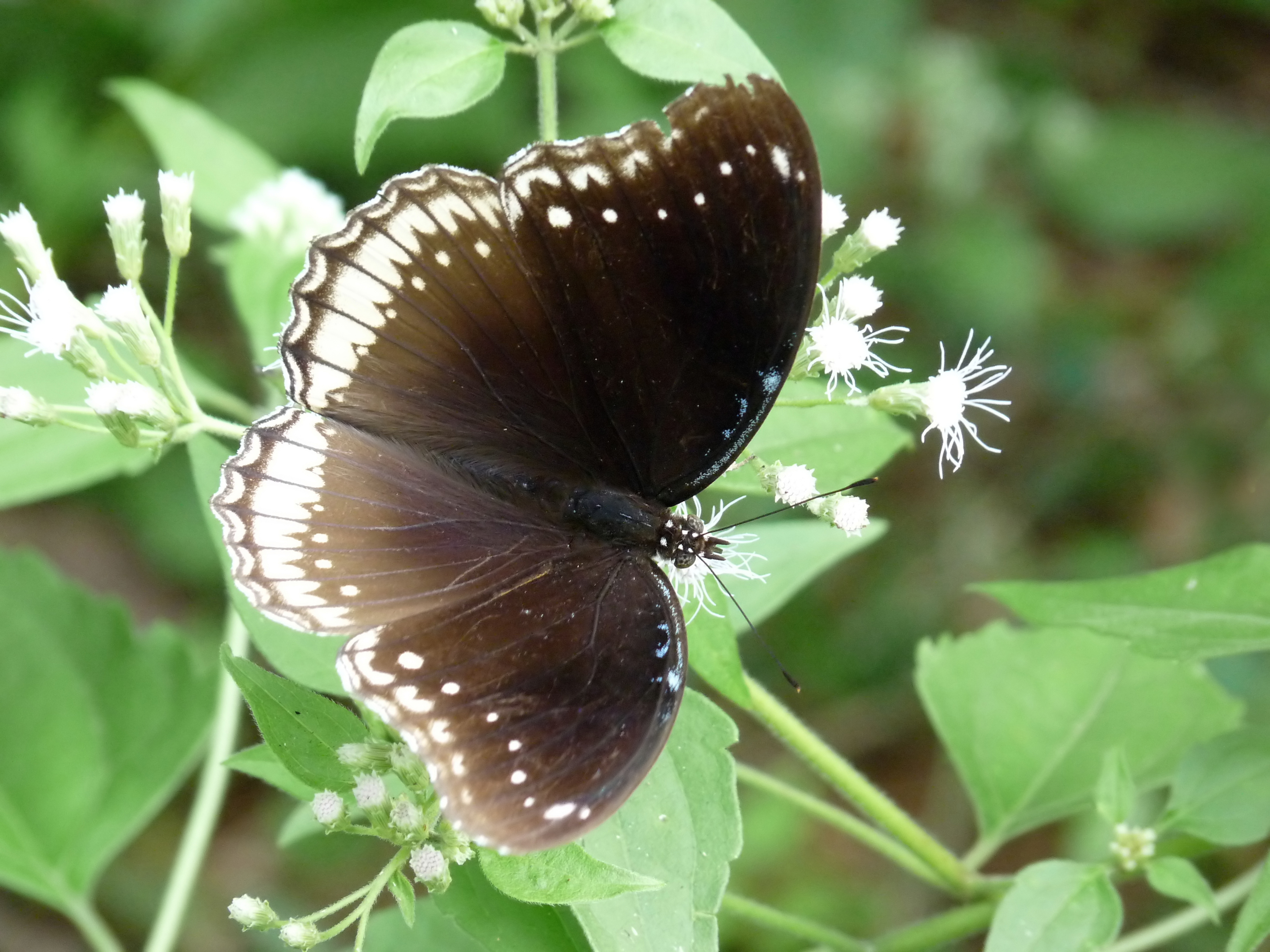 Eggfly Butterfly