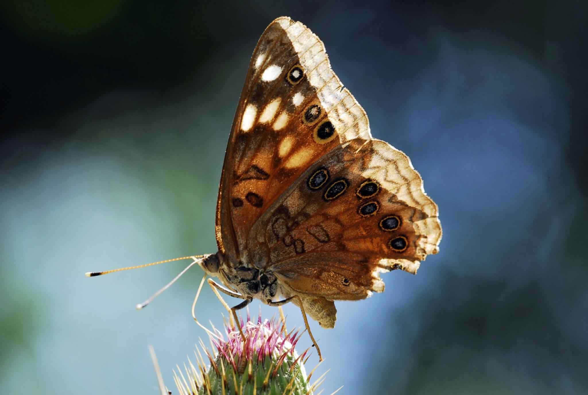 Hackberry Emperor