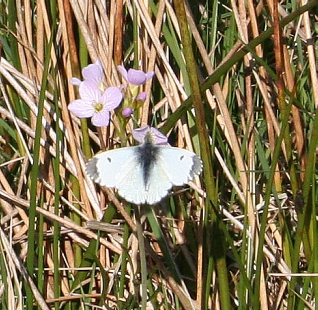 Orange Tip