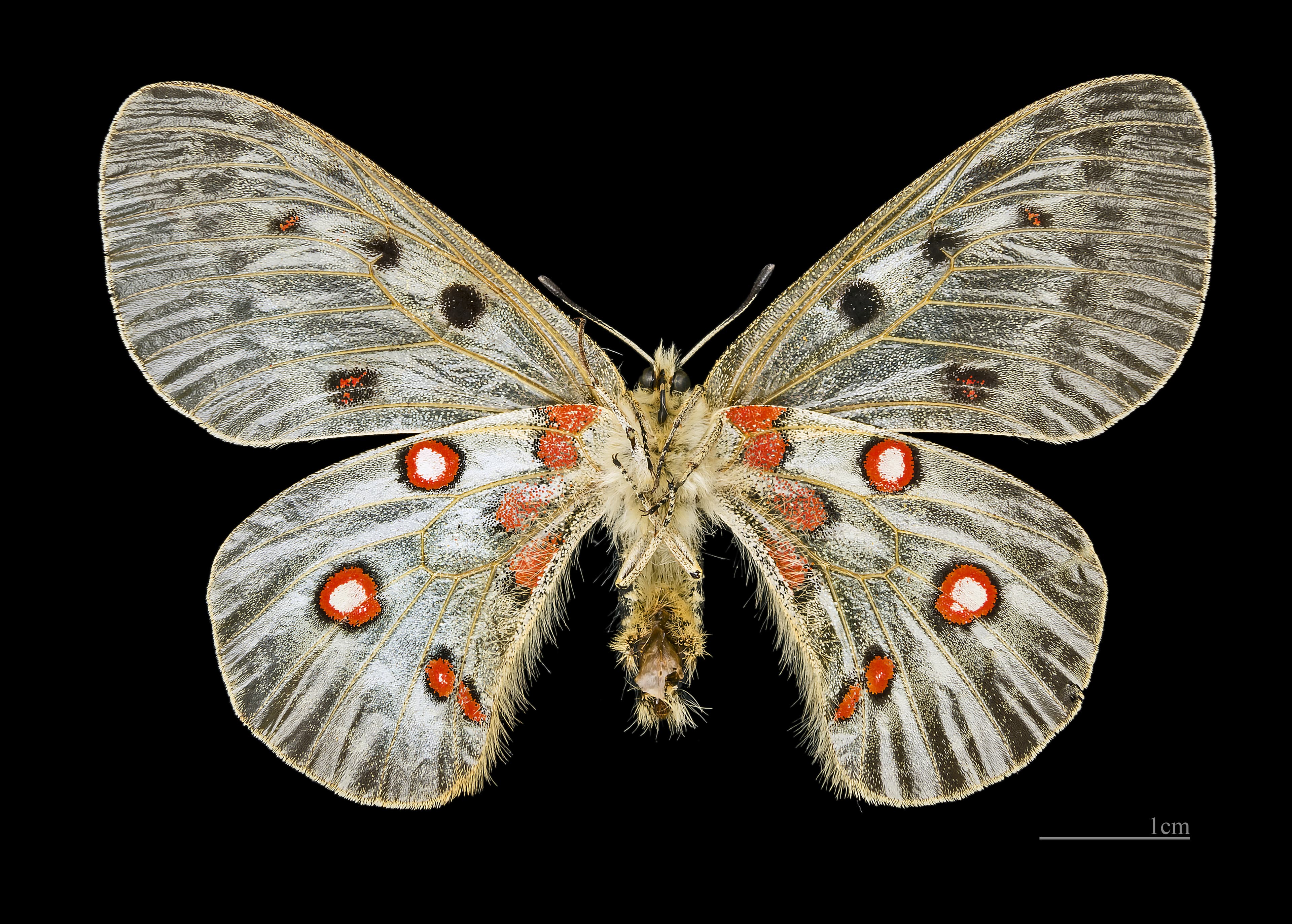 Parnassius apollo