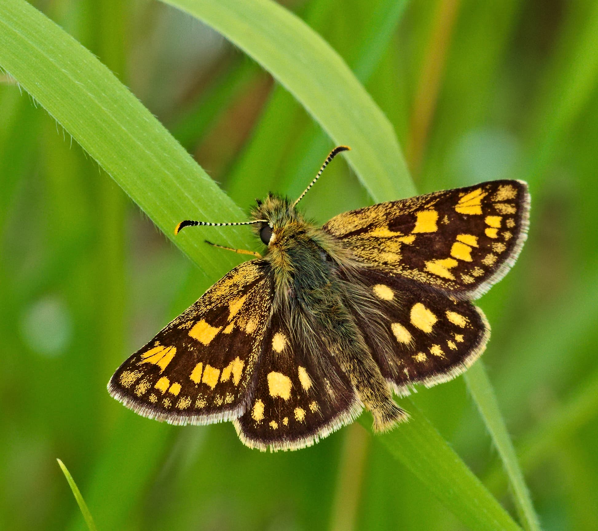 Carterocephalus palaemon