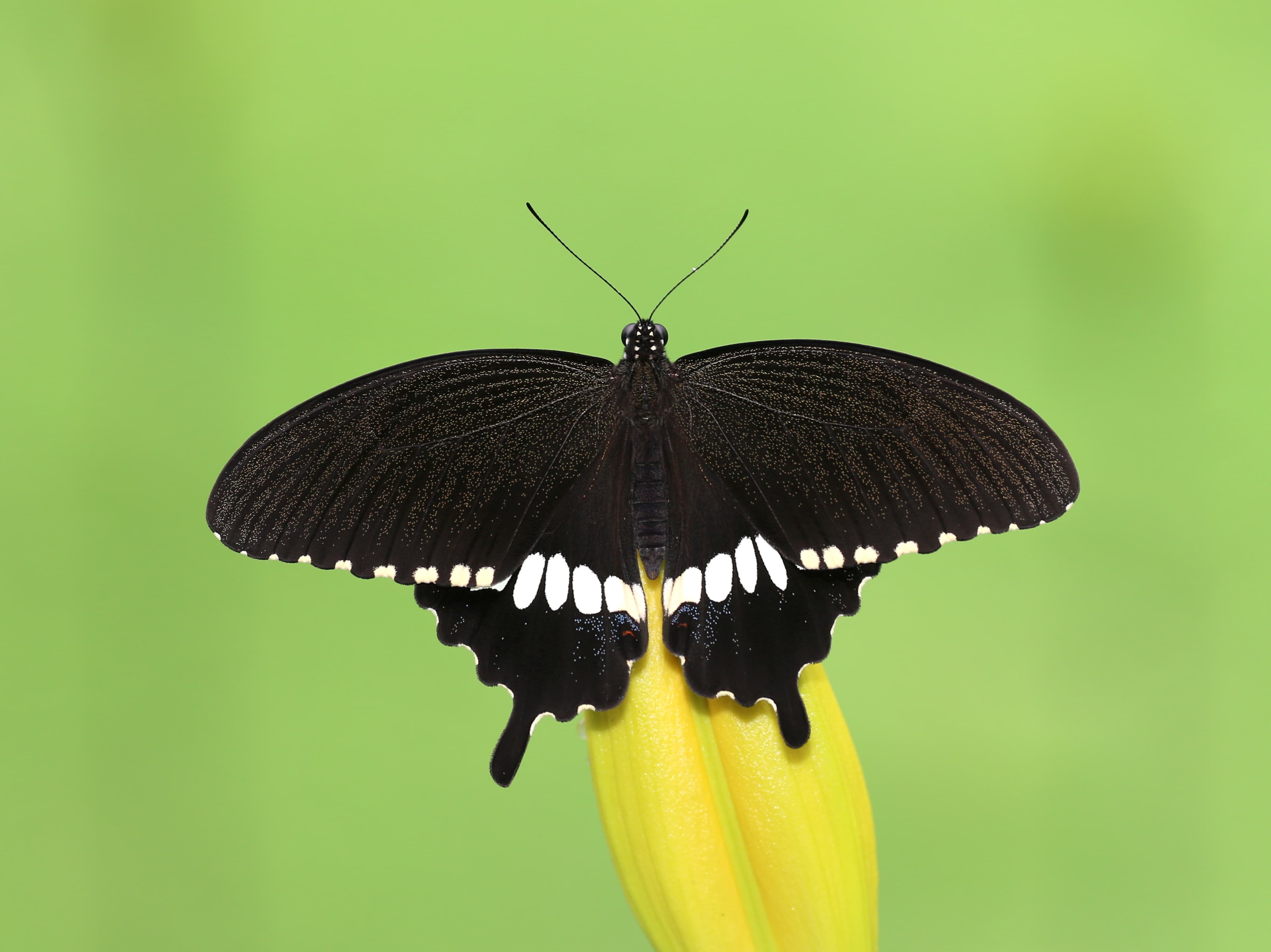 Papilio polytes