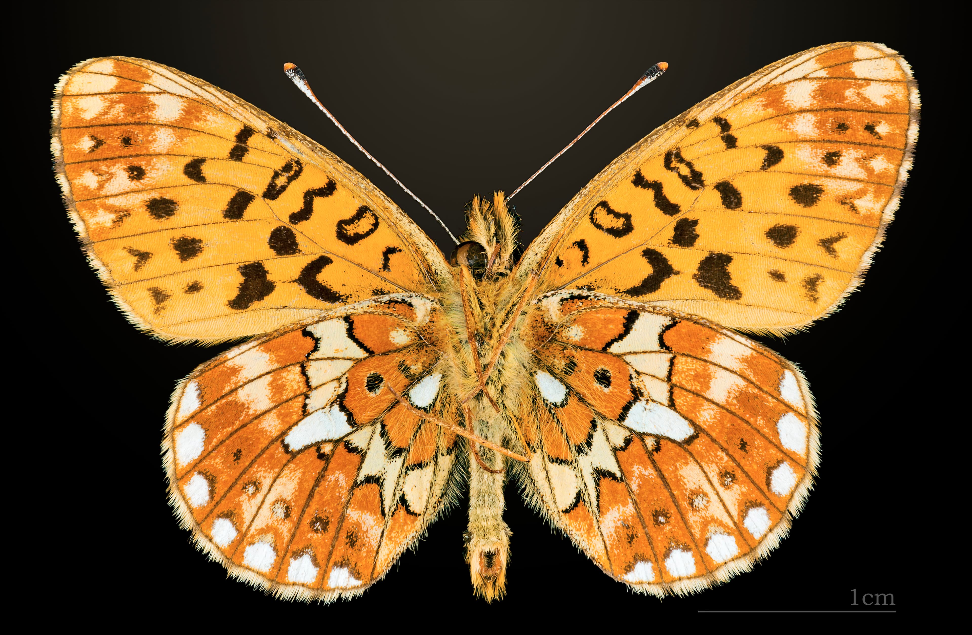 Boloria euphrosyne