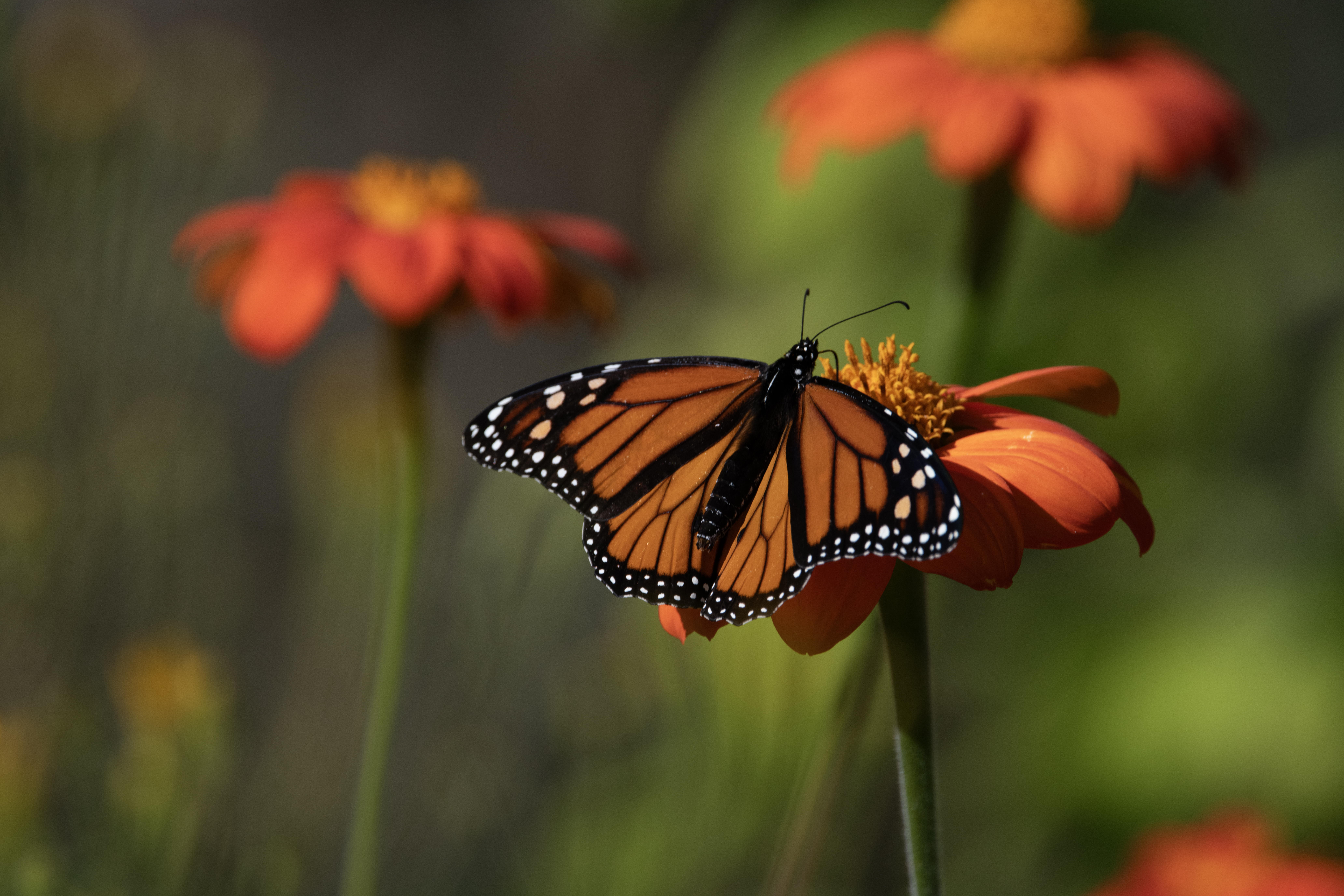 Monarch Butterfly