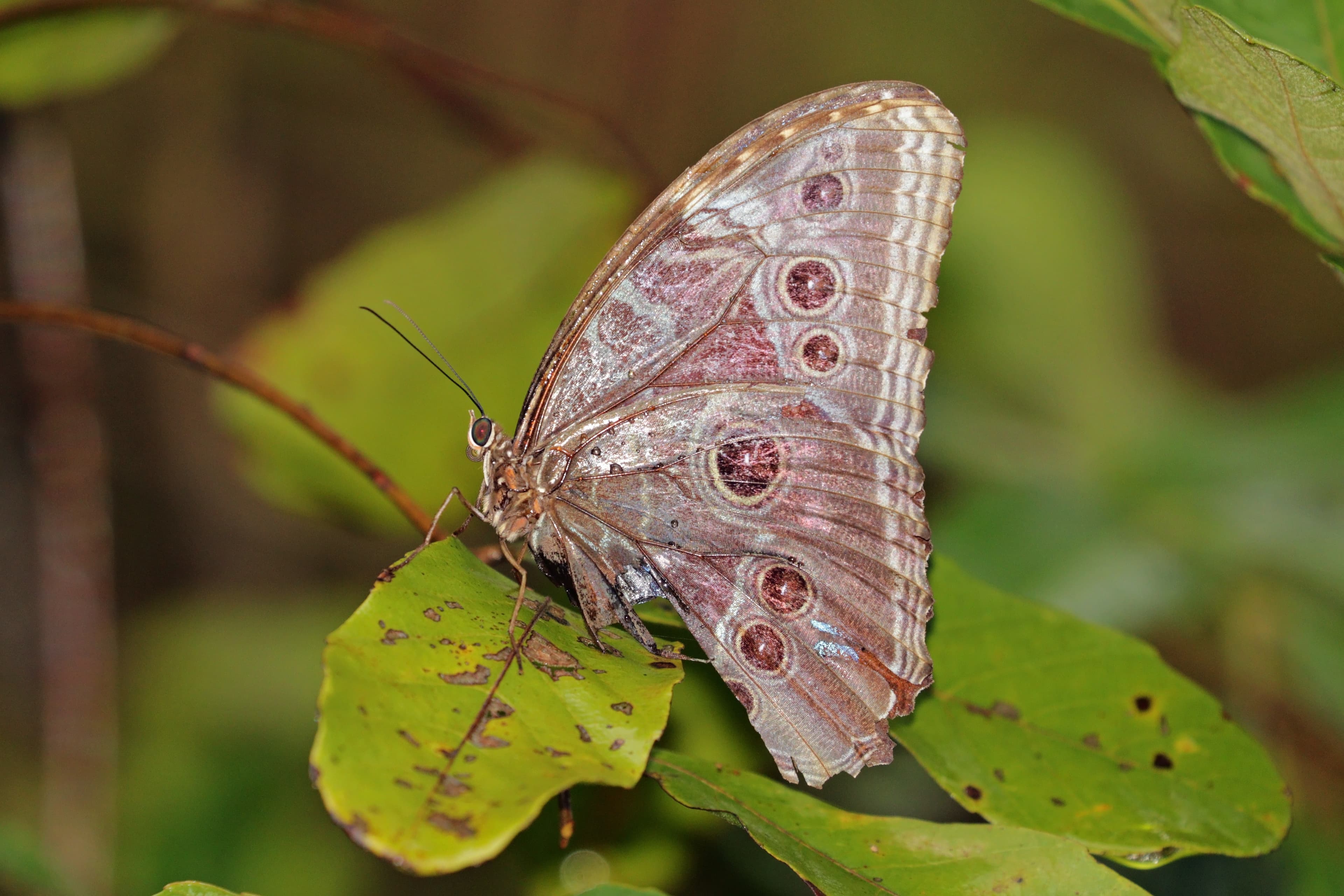 Morpho helenor peleides