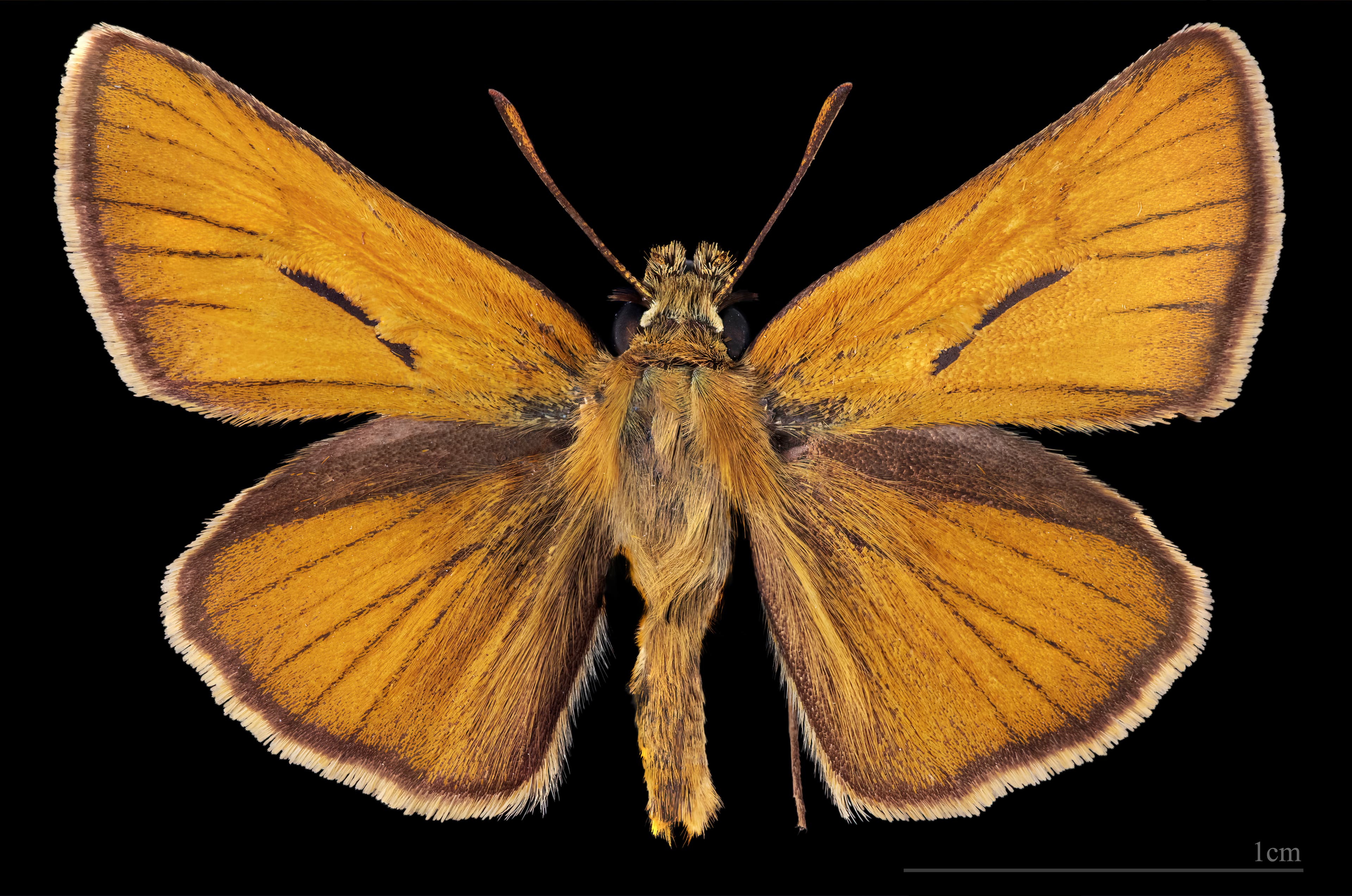 Thymelicus sylvestris