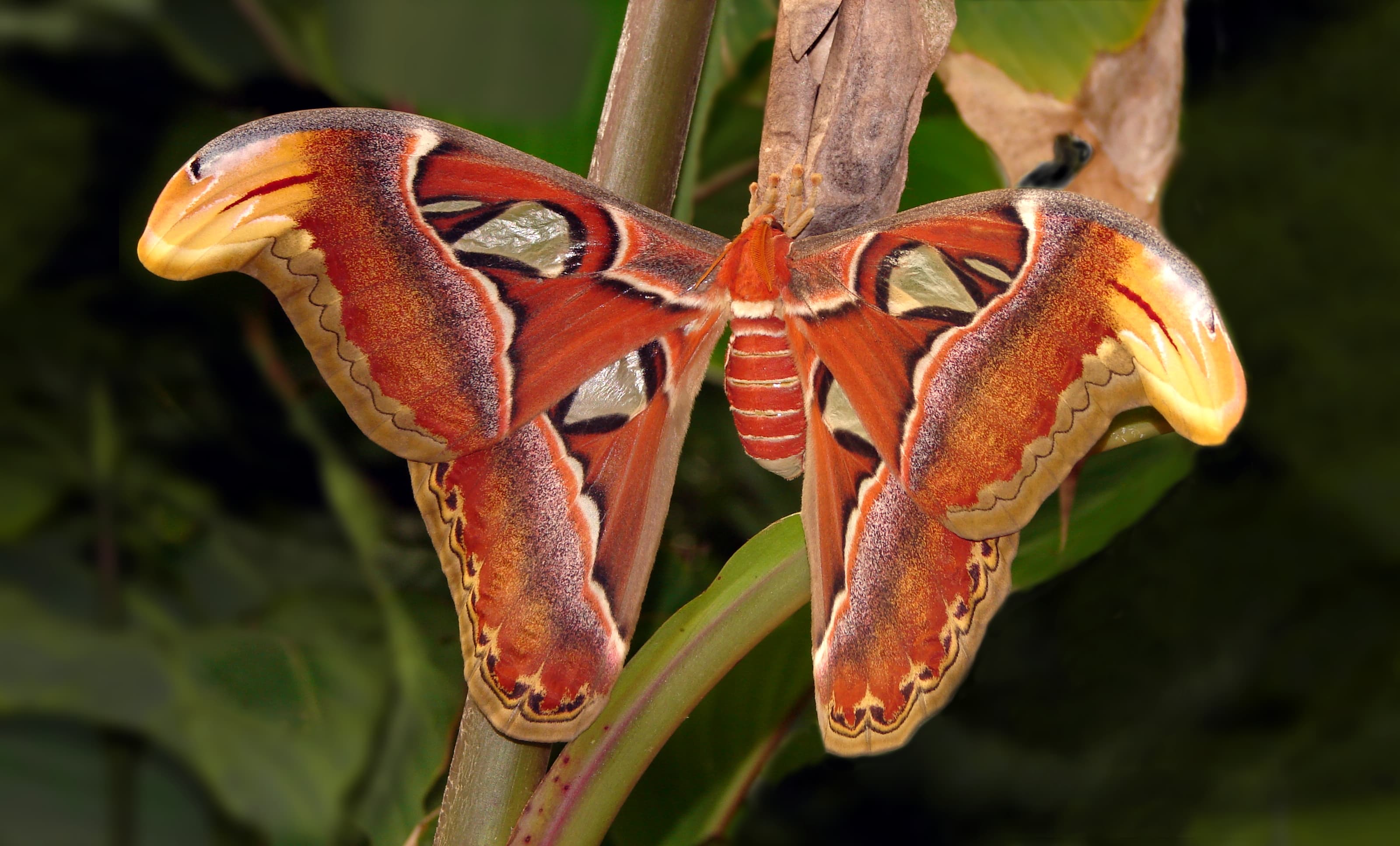 Atlas Moth