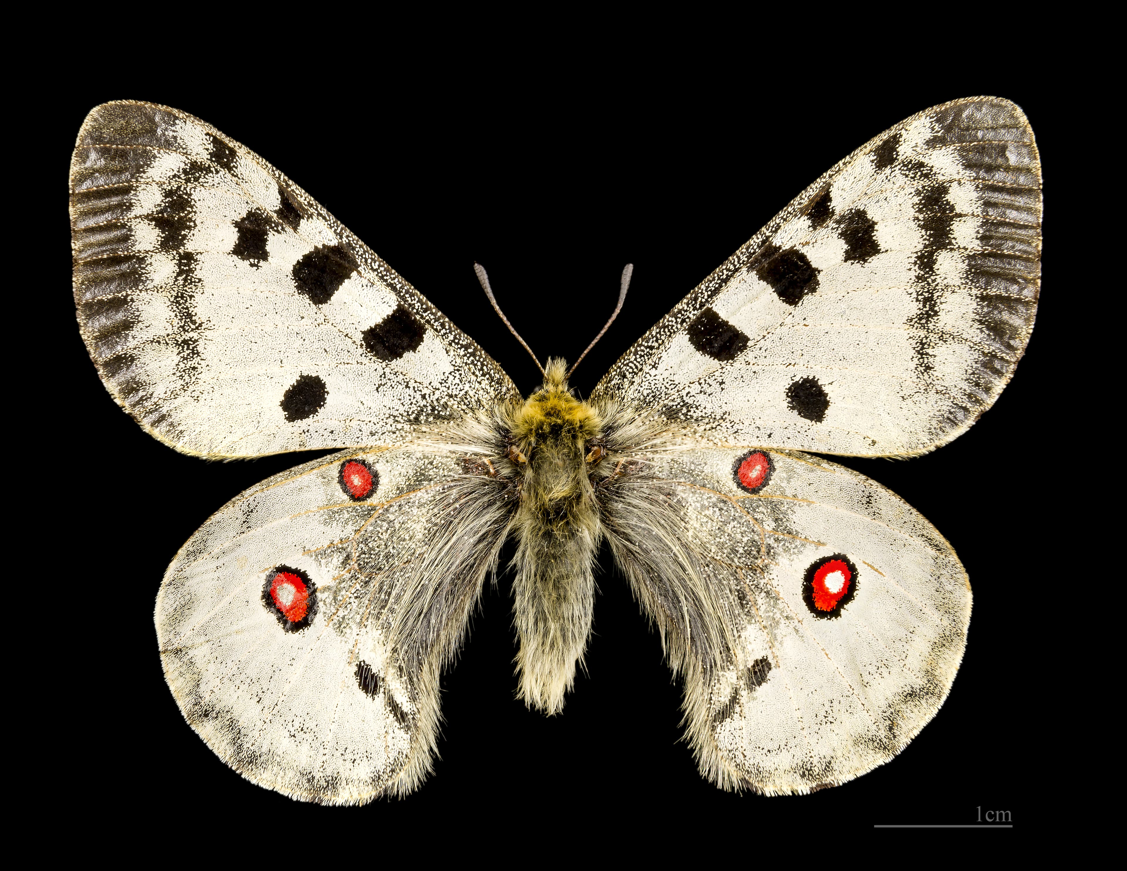 Parnassius apollo