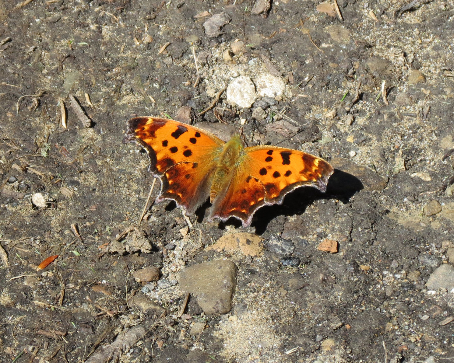 Eastern Comma