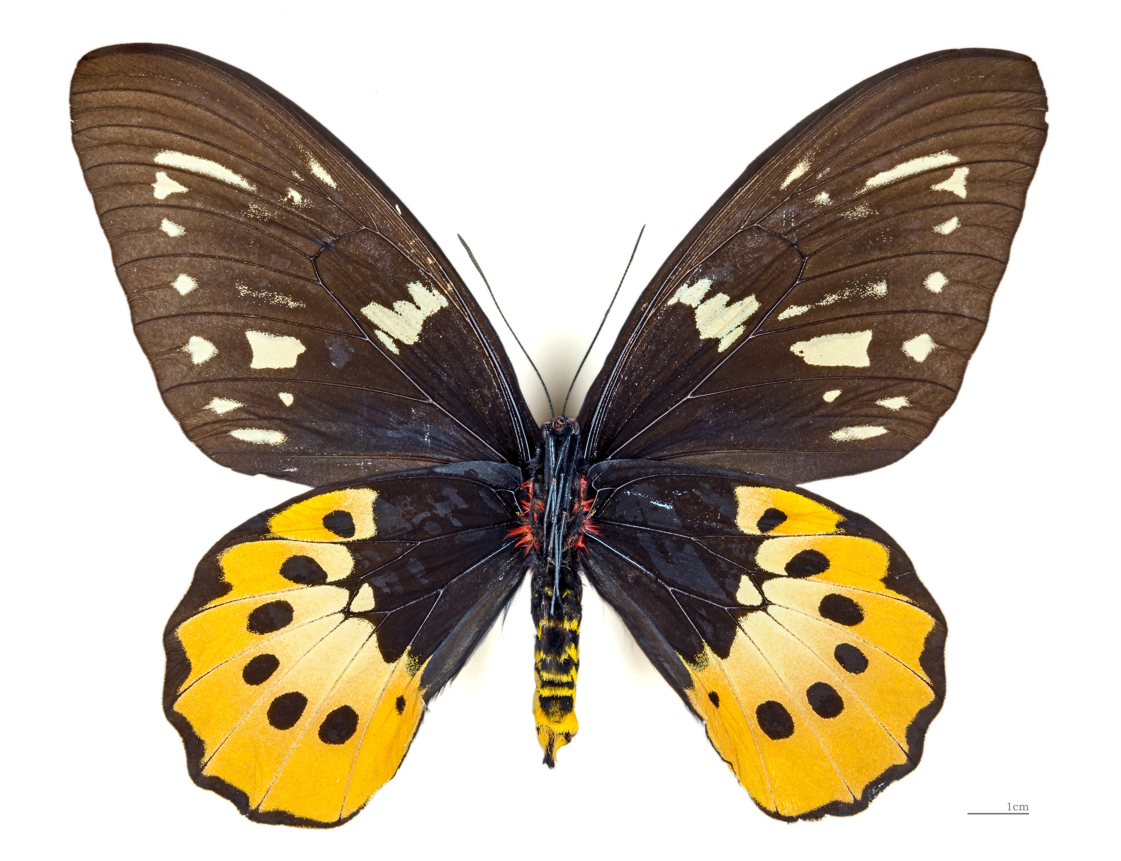 Ornithoptera goliath supremus