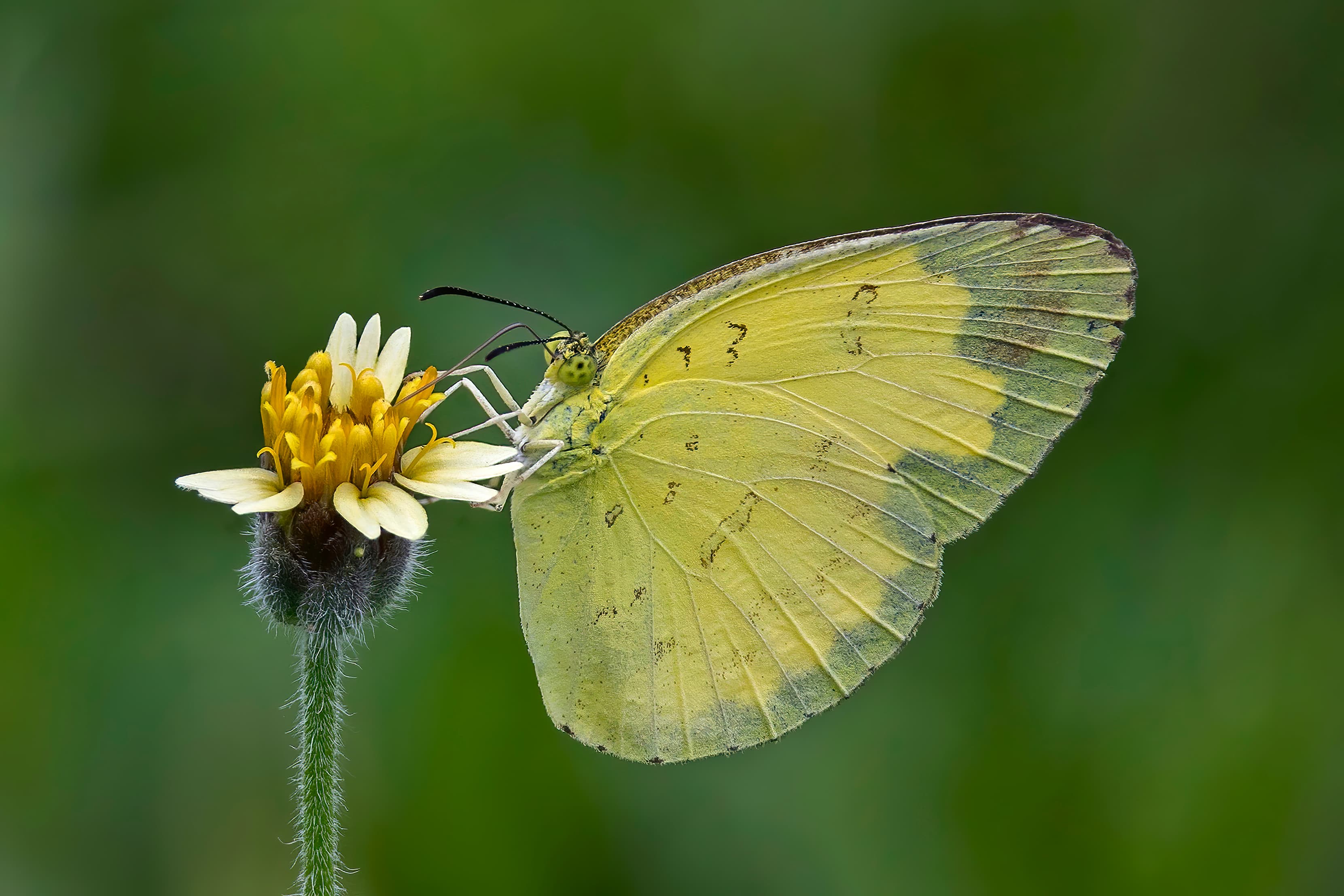 Eurema blanda blanda