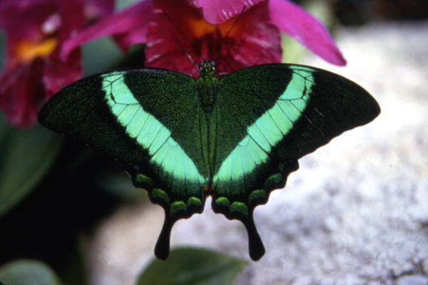 Emerald Swallowtail